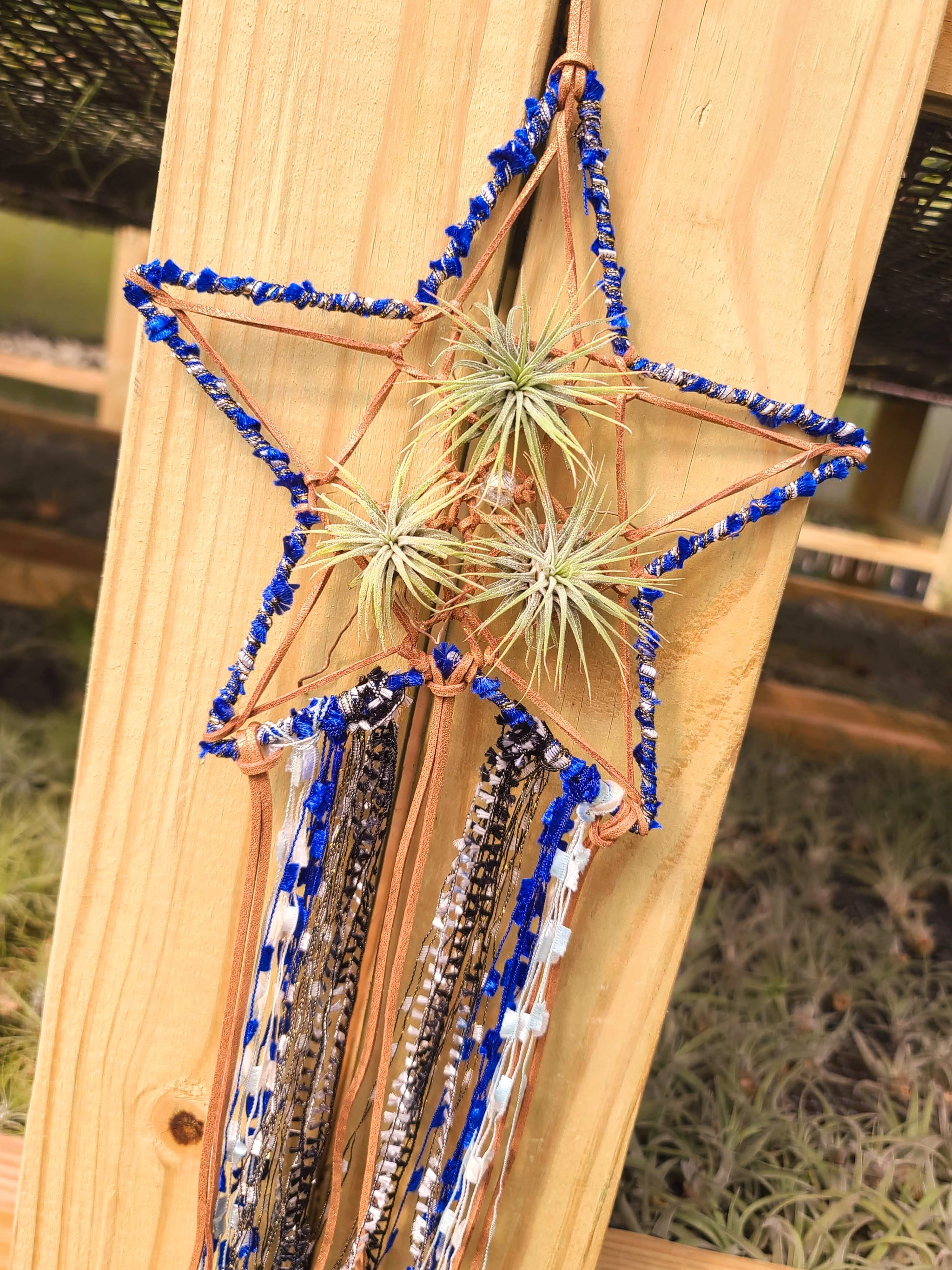 dream catcher air plant Goddess Ring Holder with Tectorum Air Plant