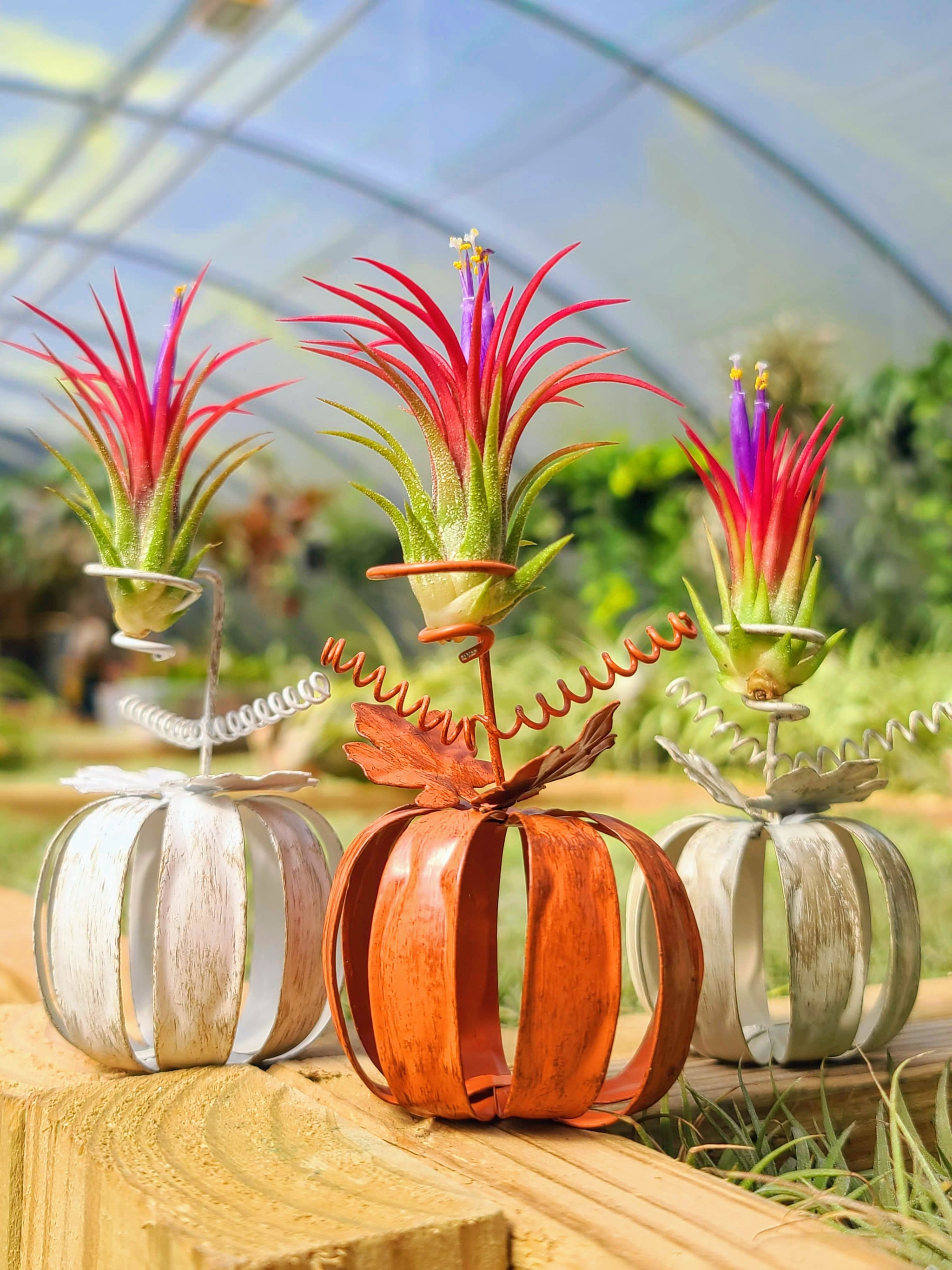 pumpkin air plant holder Metal Pumpkin Holder w/ Fuego