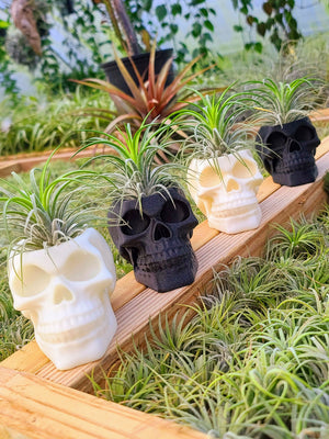 3D Printed Skull w/ Druid