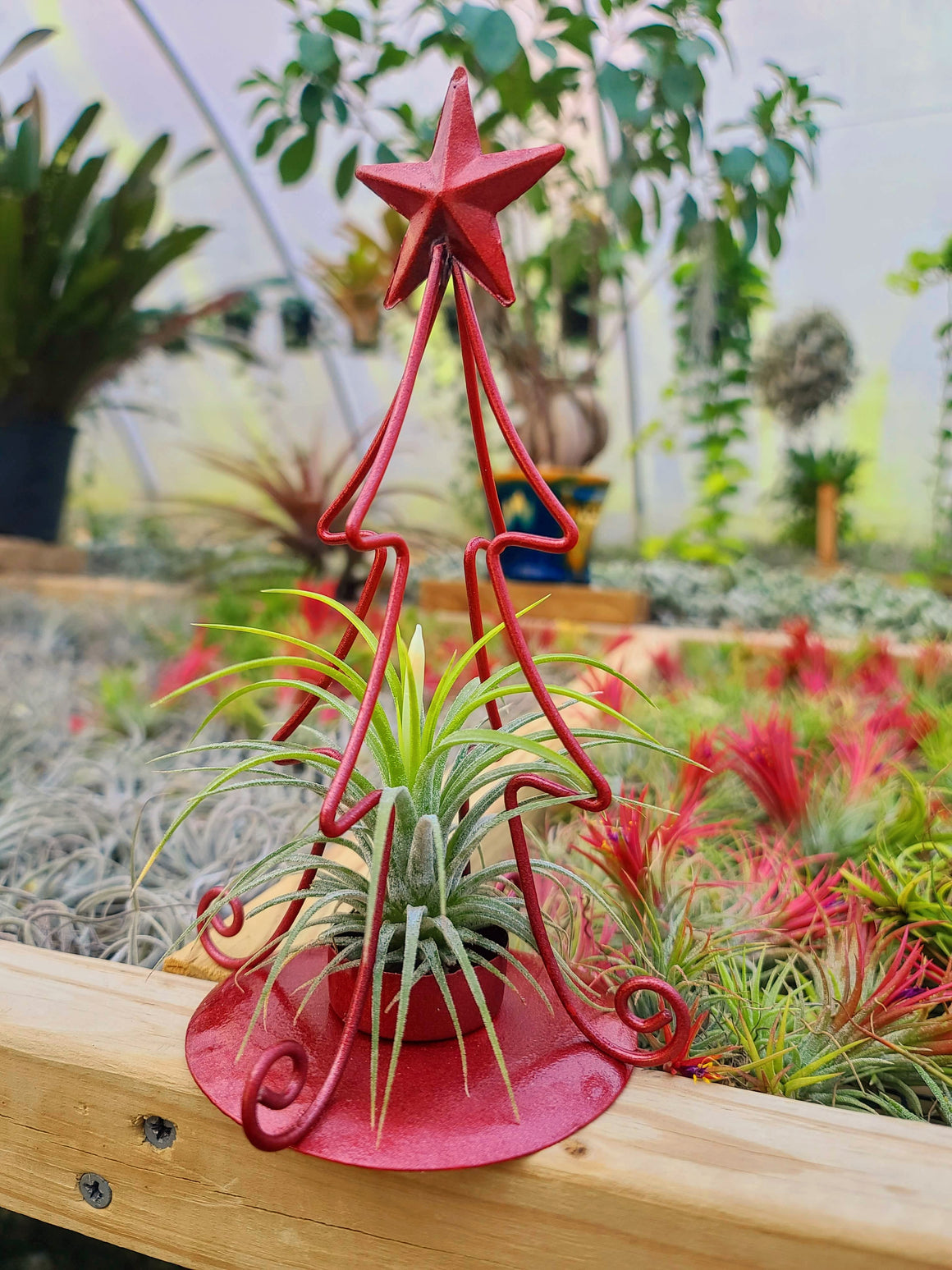 Christmas Tree Air Plant Holder 8" Red with Druid