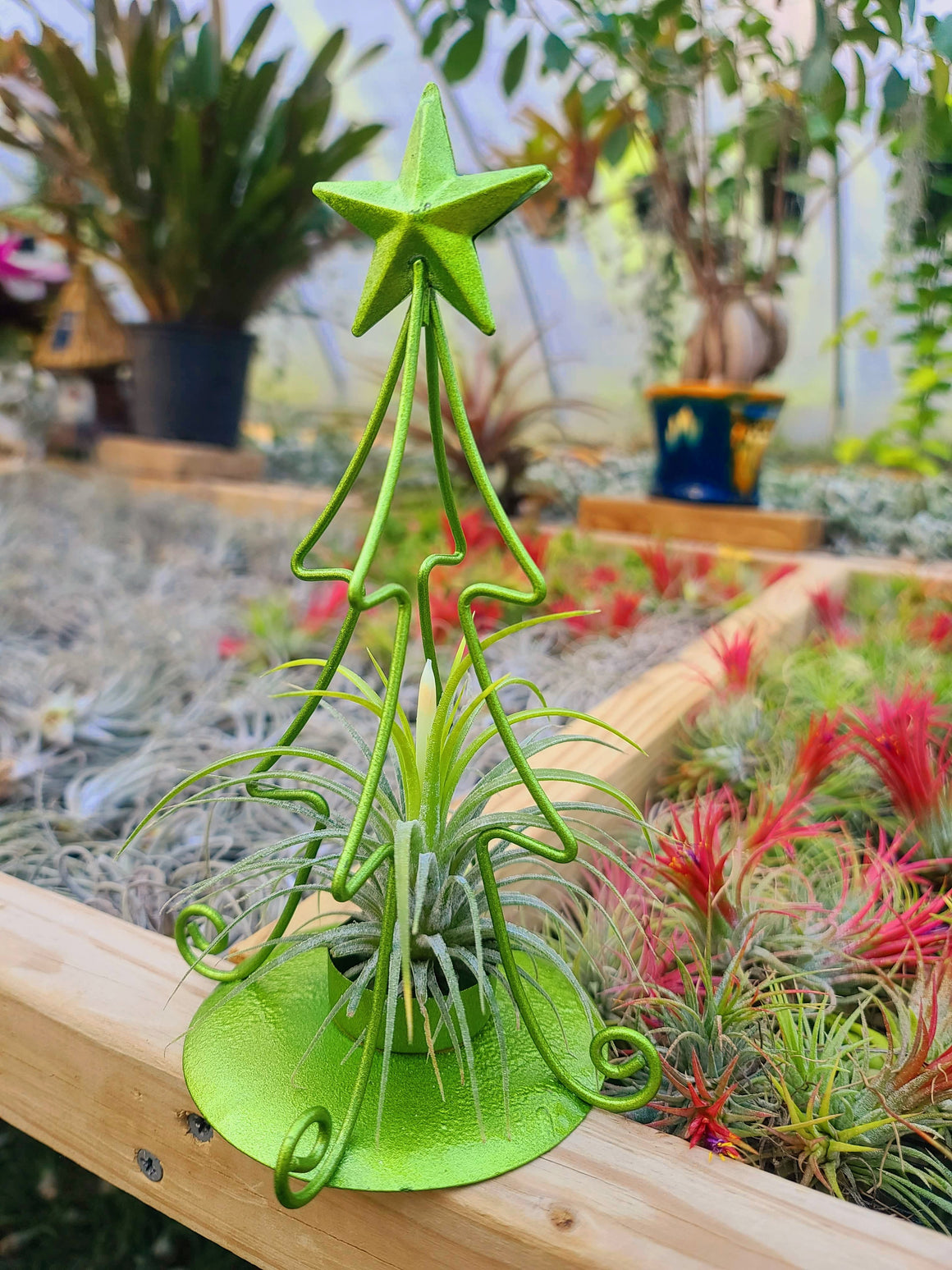 Christmas Tree Air Plant Holder 8" Green with Druid