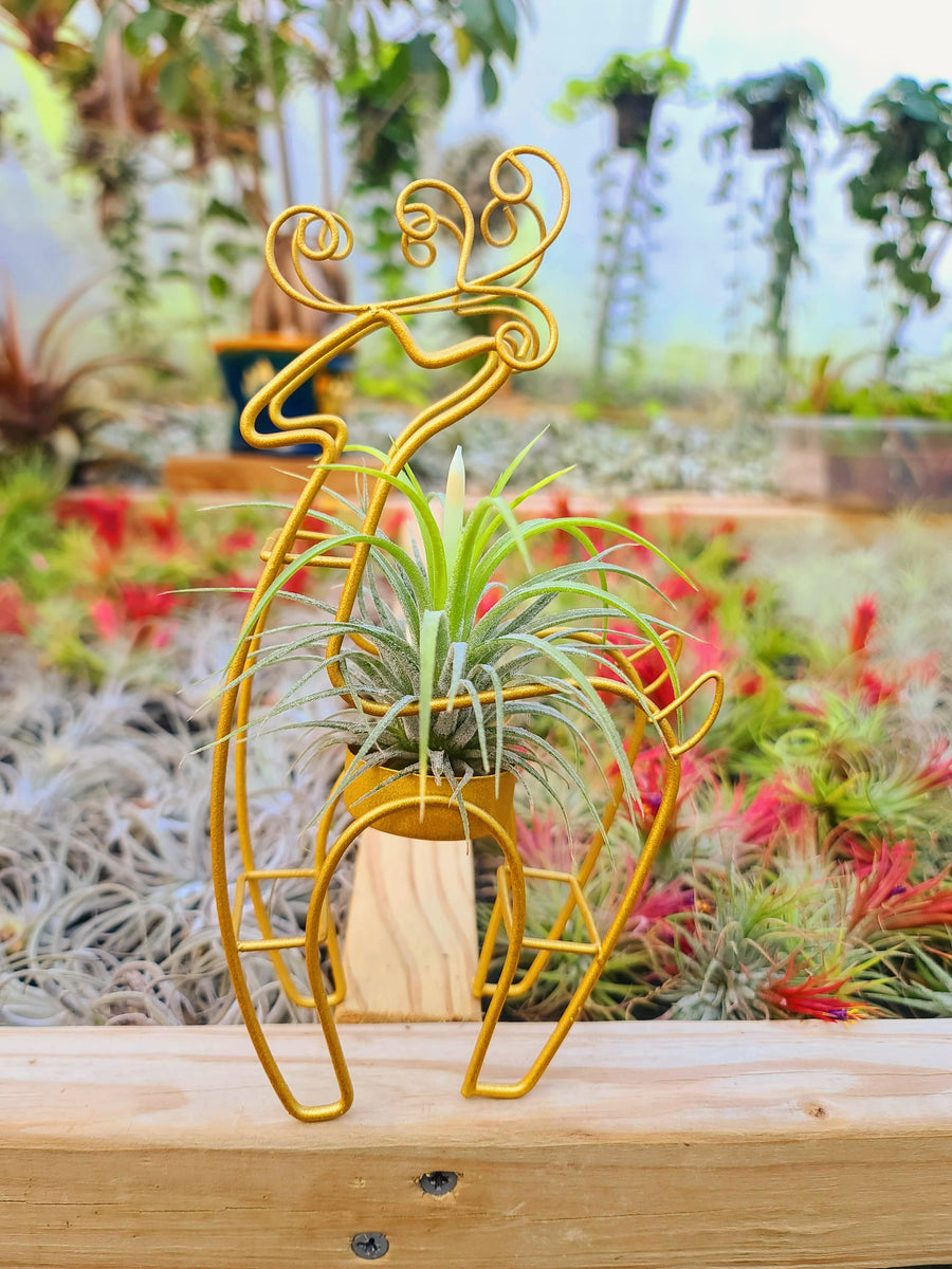 Reindeer Air Plant Holder 8" Gold with Druid