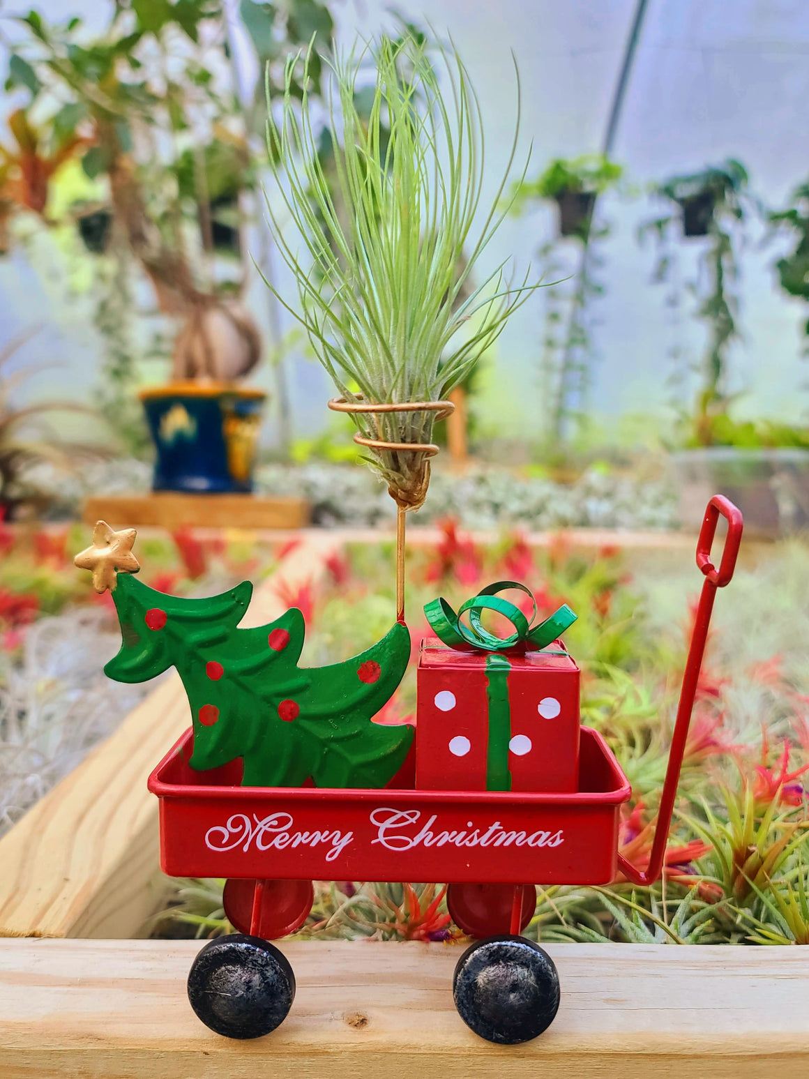 Christmas Little Red Wagon Air Plant Holder with Andreana