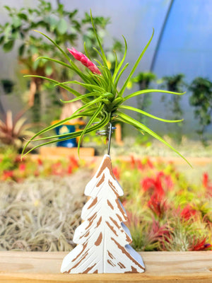 Christmas Tree Air Plant Holder with Tenufolia