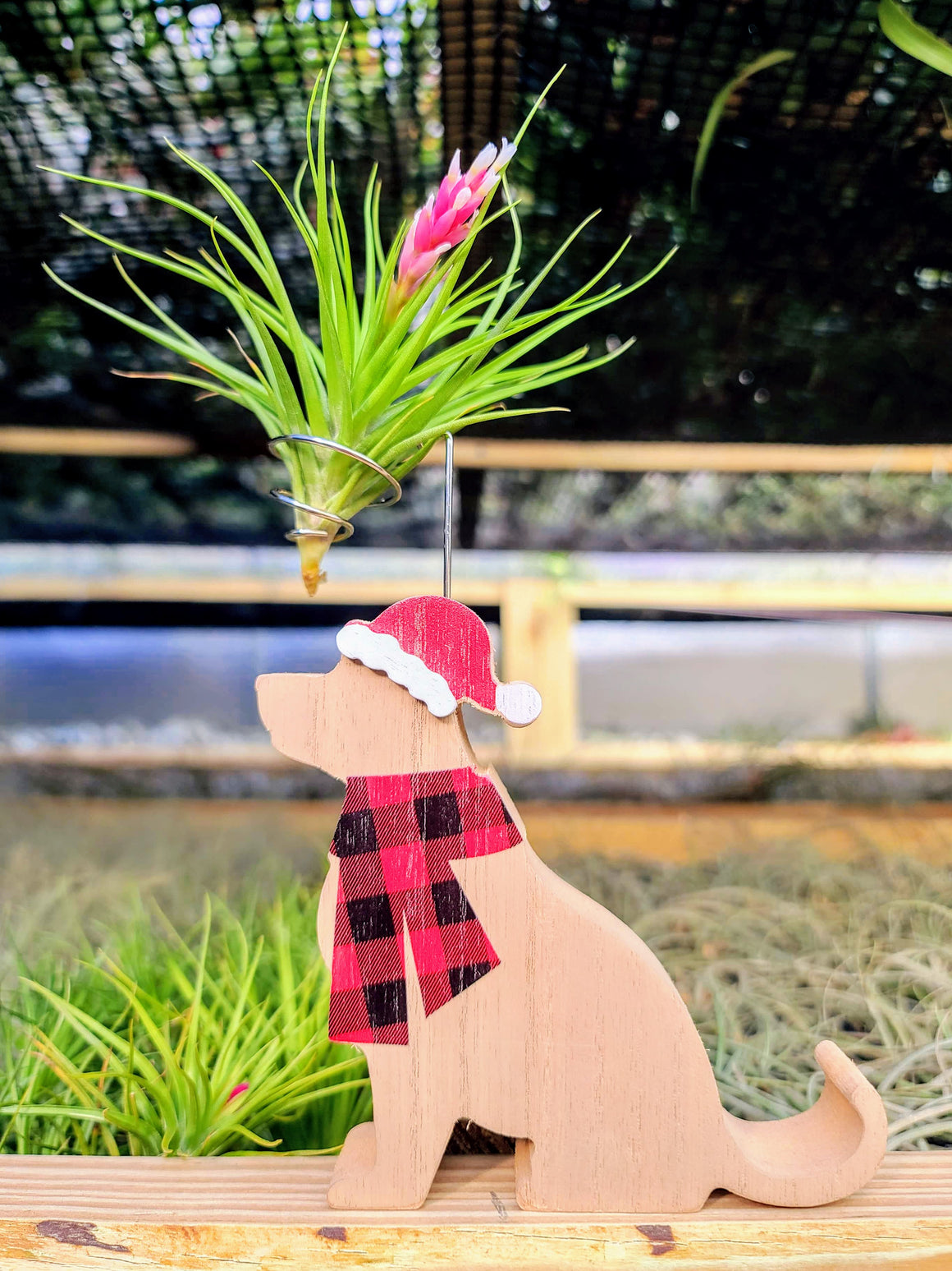 Christmas Pup Air Plant Holder with Tenufolia