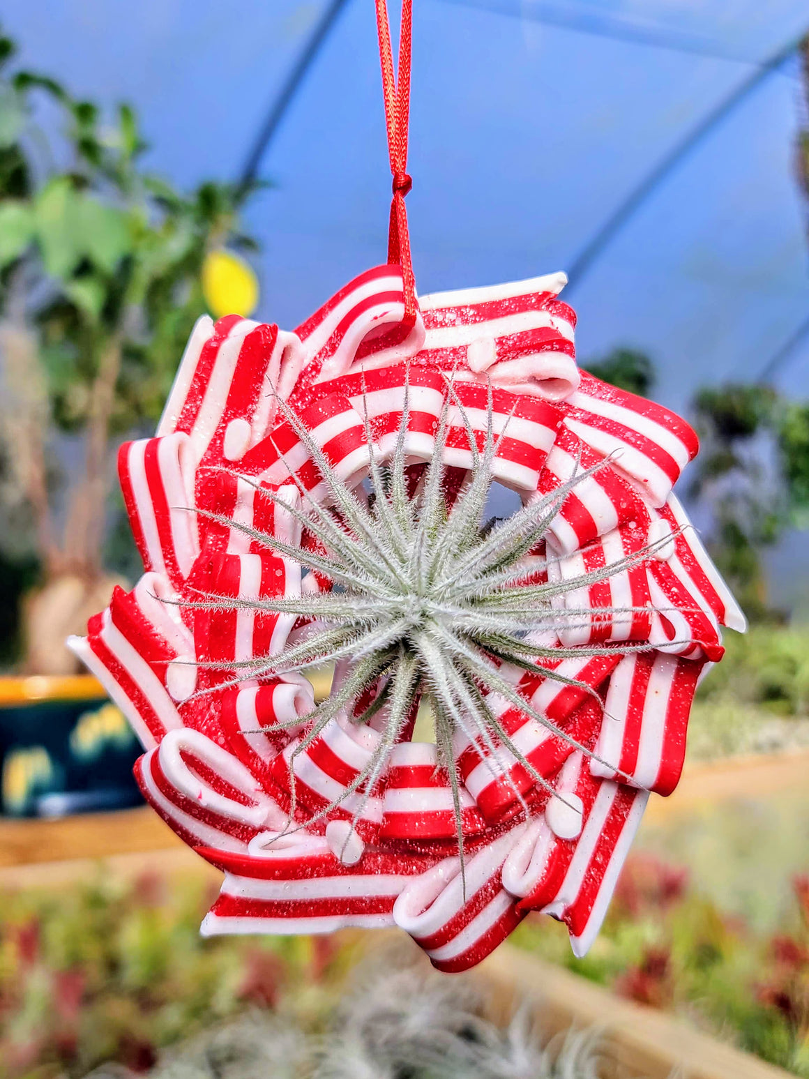 Clay Ornament with Tectorum Snowball Air Plant