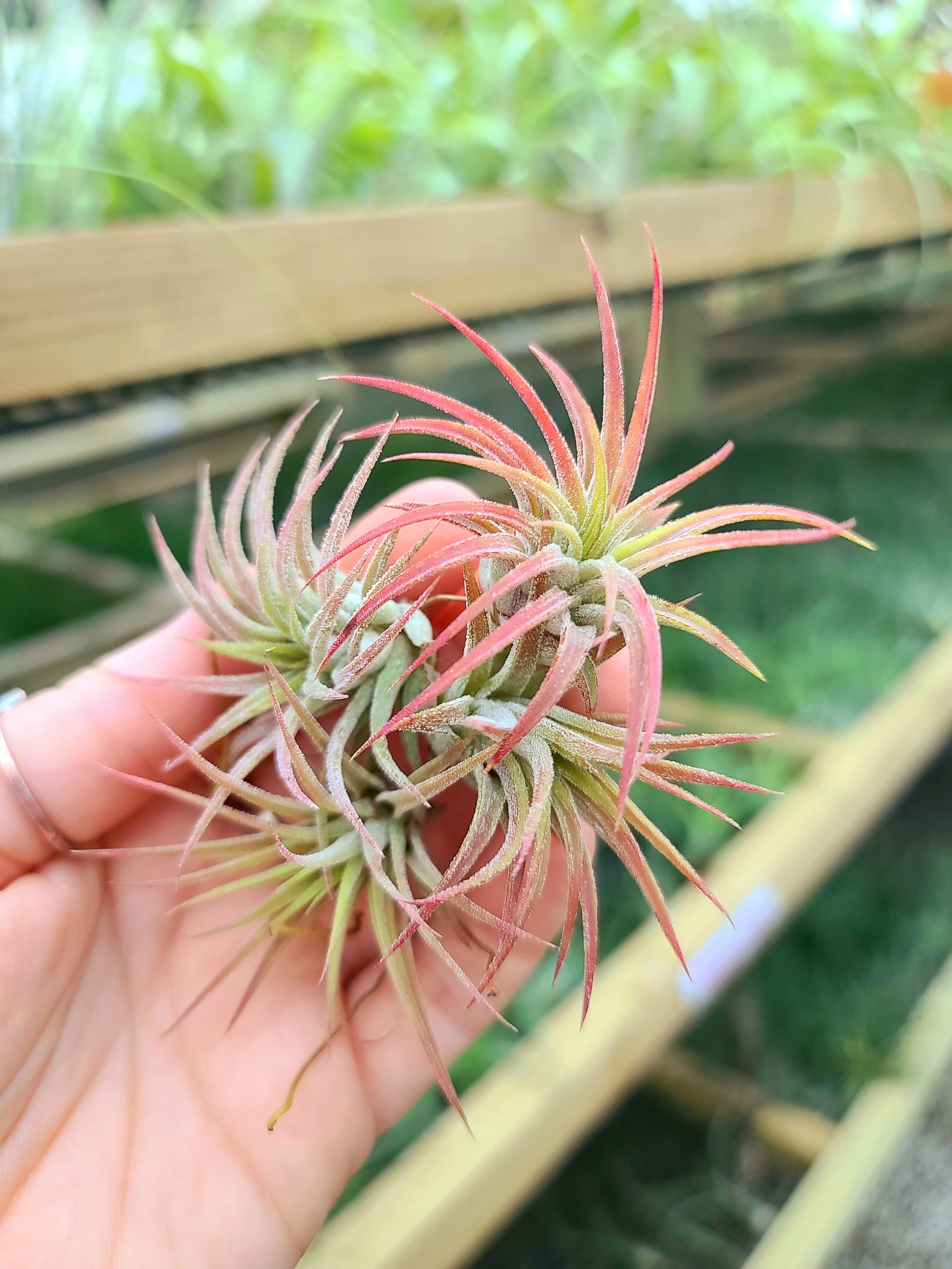 mexican air plants Sellers Choice - Small Ionantha Mexican