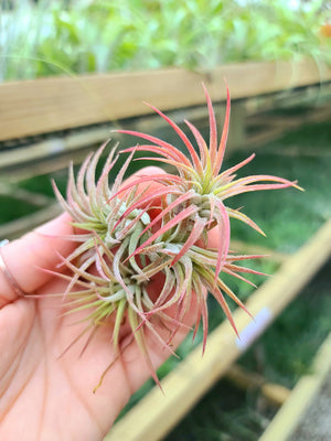 Sellers Choice - Small Ionantha Mexican