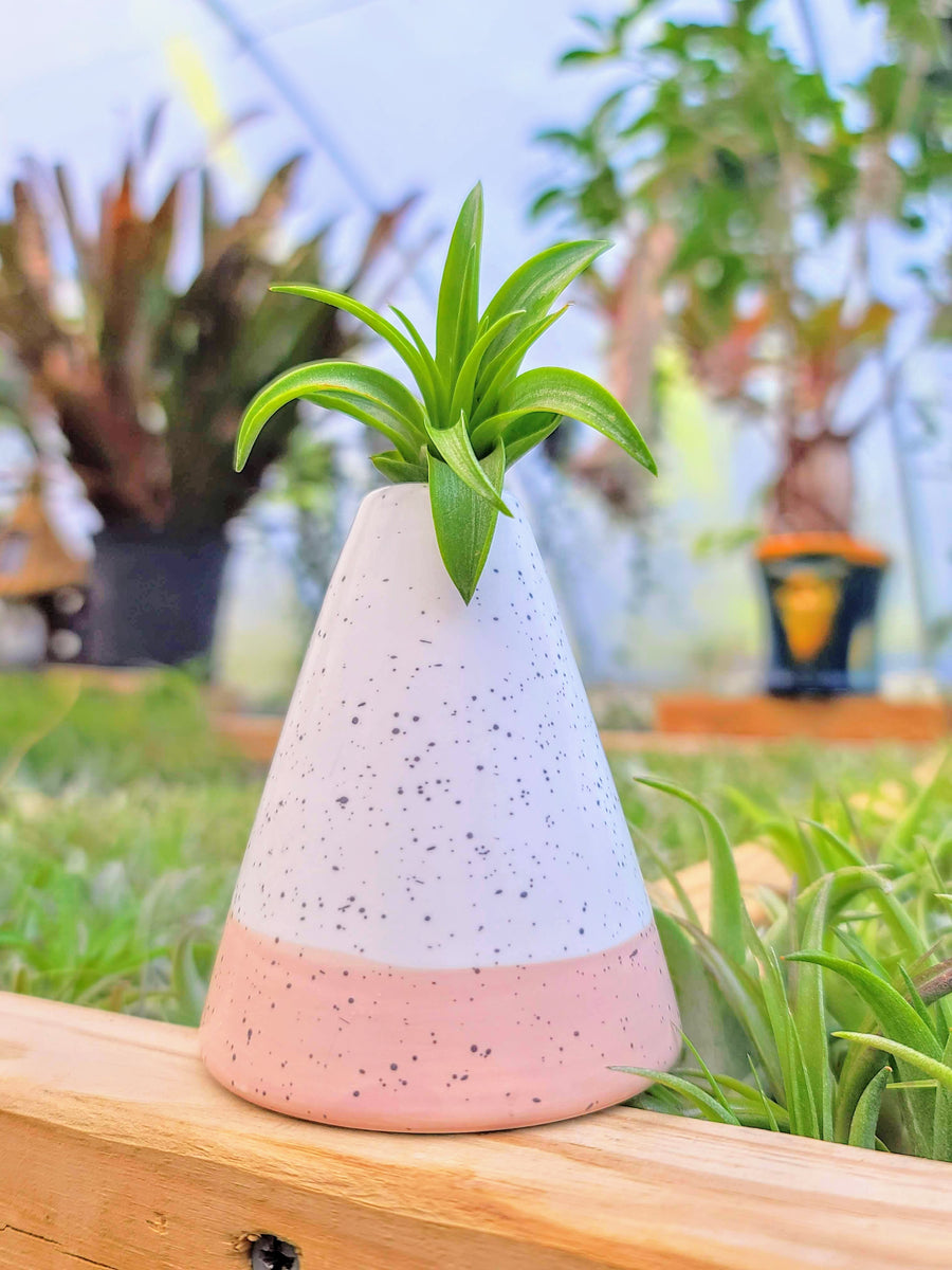 Pink and White Cone Holder w/ Air Plant