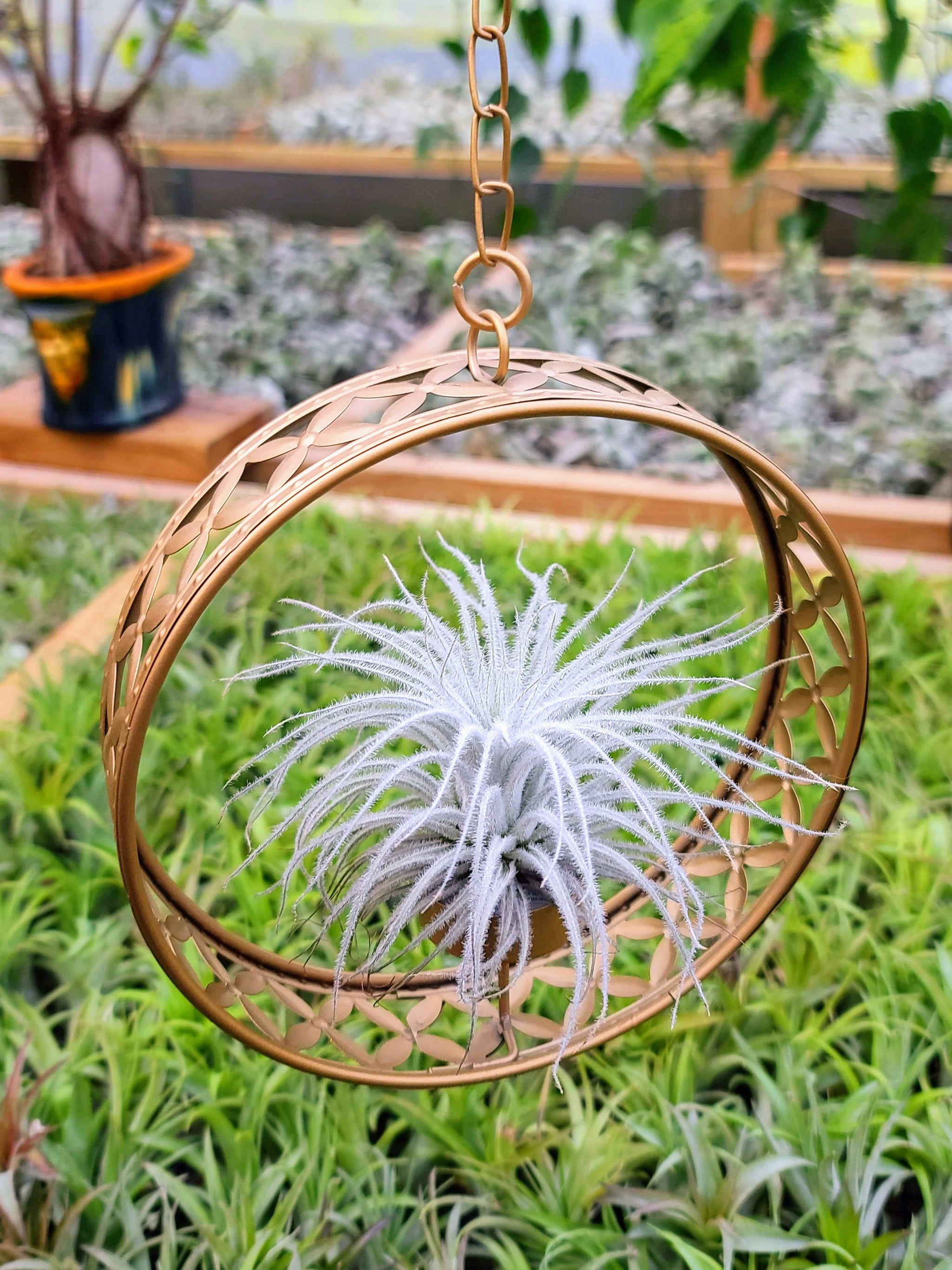 tectorum air plant Goddess Ring Holder with Tectorum Air Plant