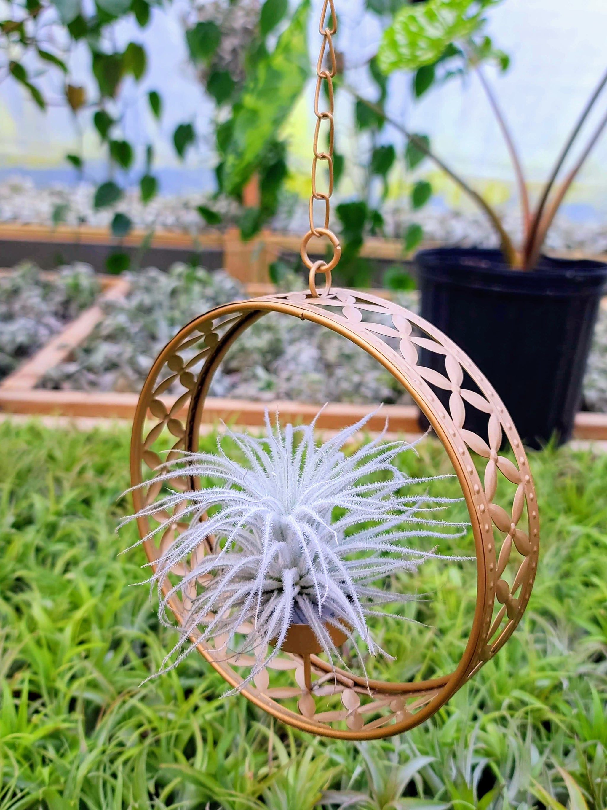 dream catcher air plant Goddess Ring Holder with Tectorum Air Plant