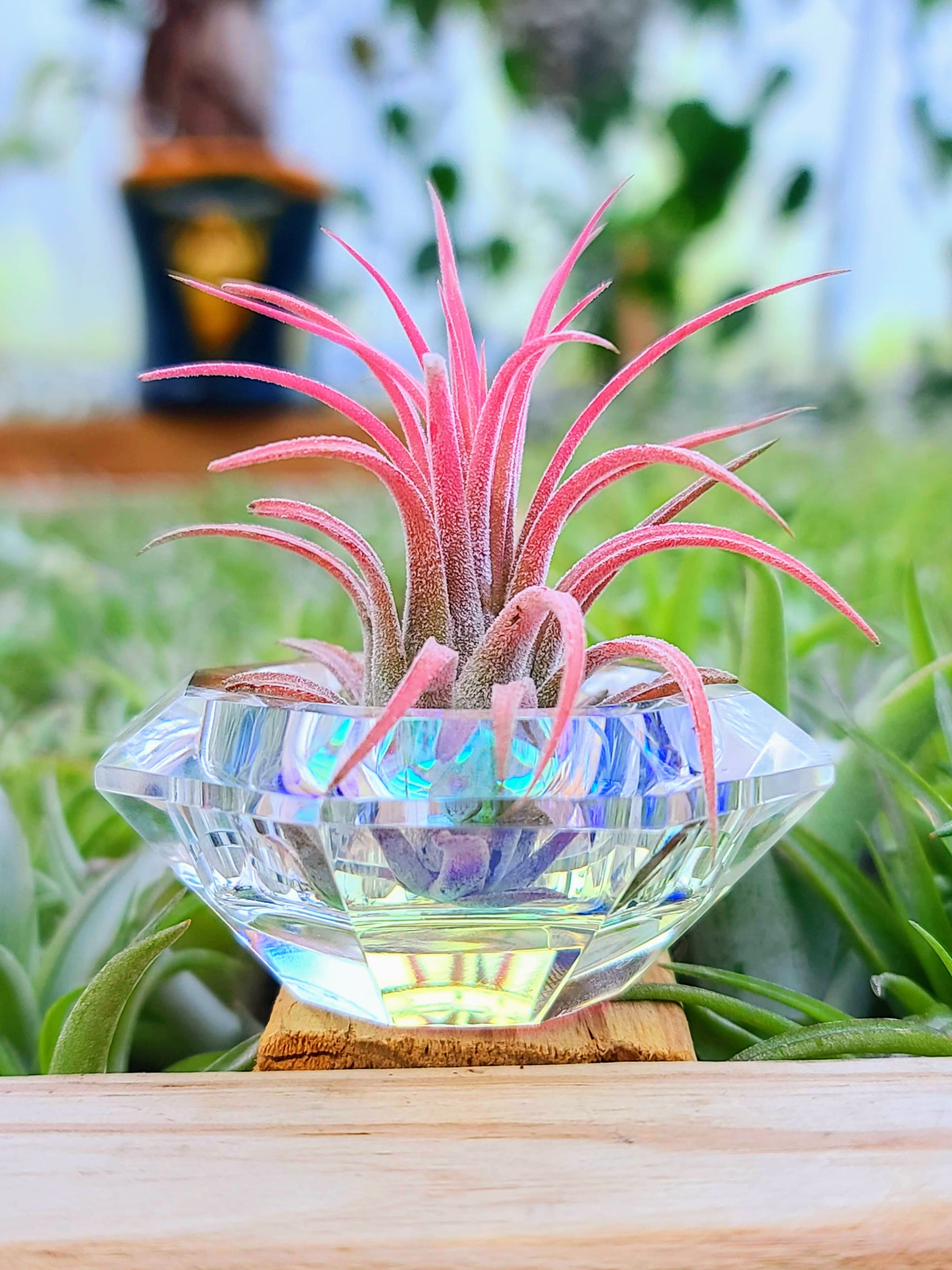 air plant rubra Iridescent Diamond Holder w/ Ionantha Rubra