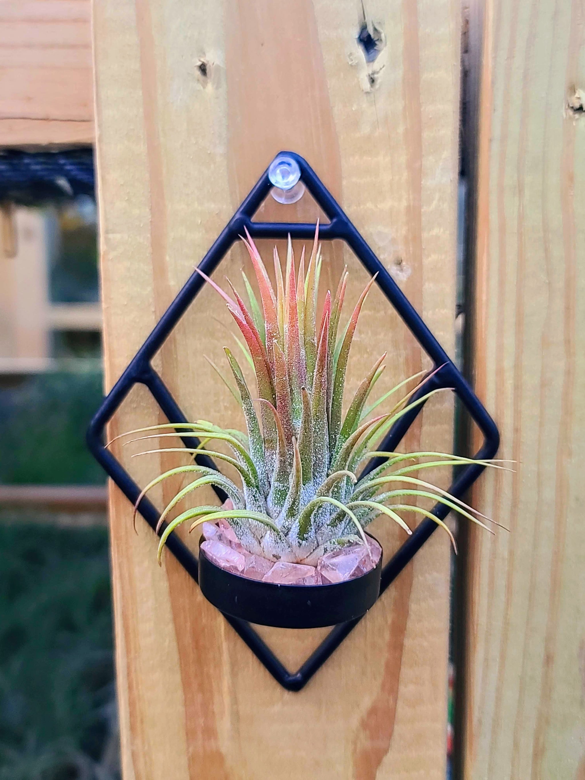 air plant wall holder Black Geometric Wall Holder w/ Air Plant