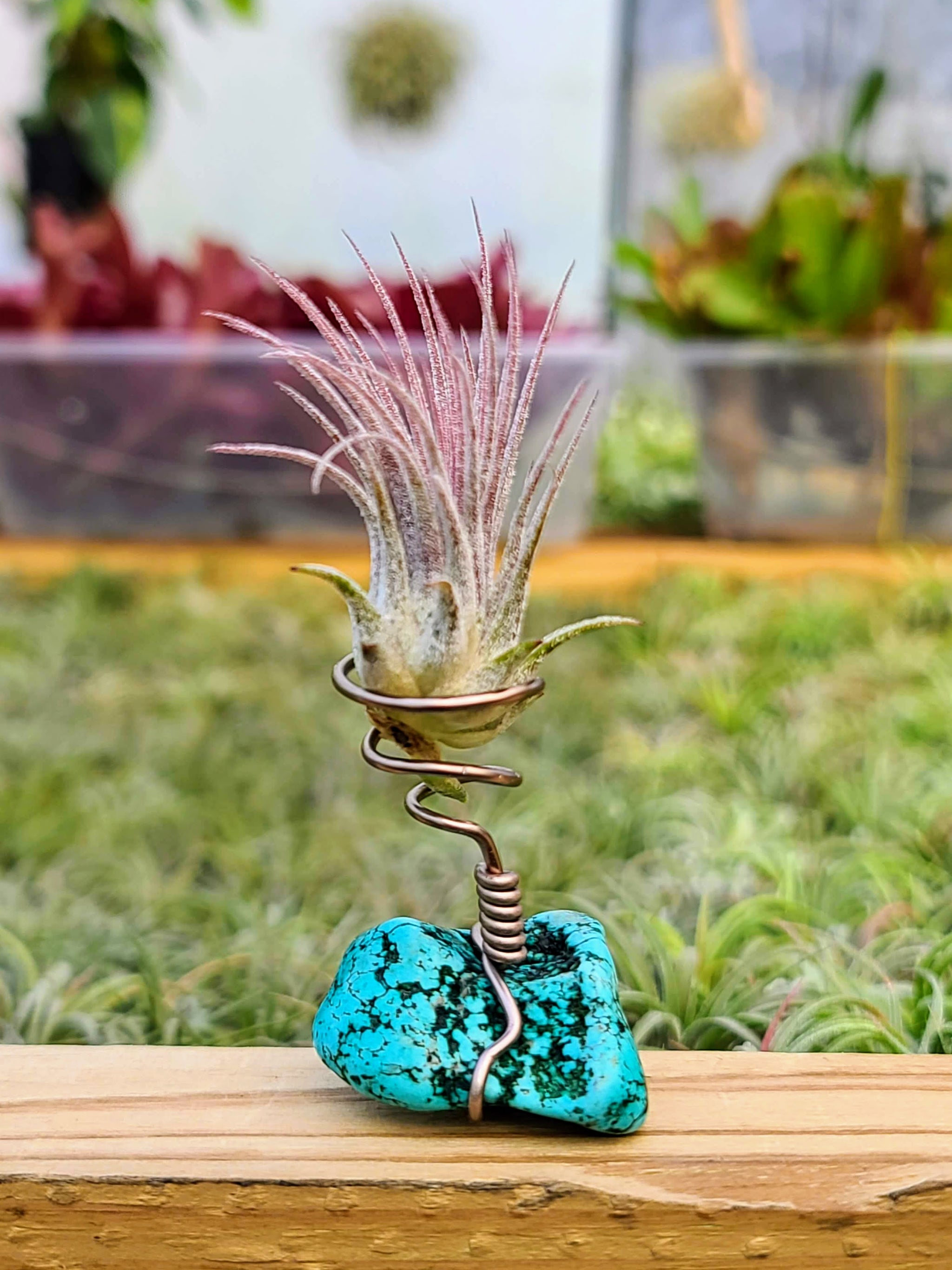 WYSIWYG Turquoise Howlite Air Plant Holder with Ionantha