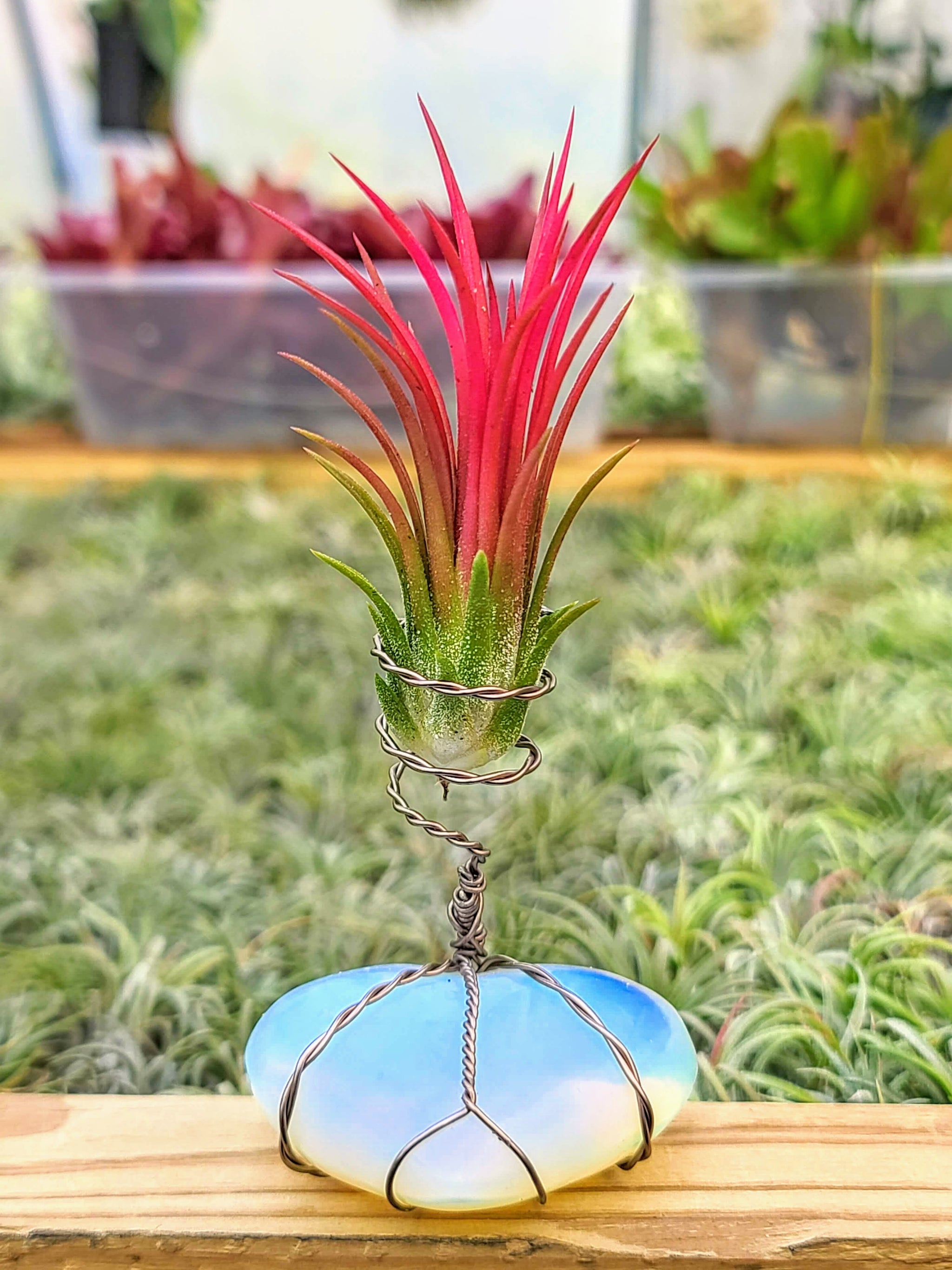 WYSIWYG Opalite Heart Air Plant Holder with Fuego