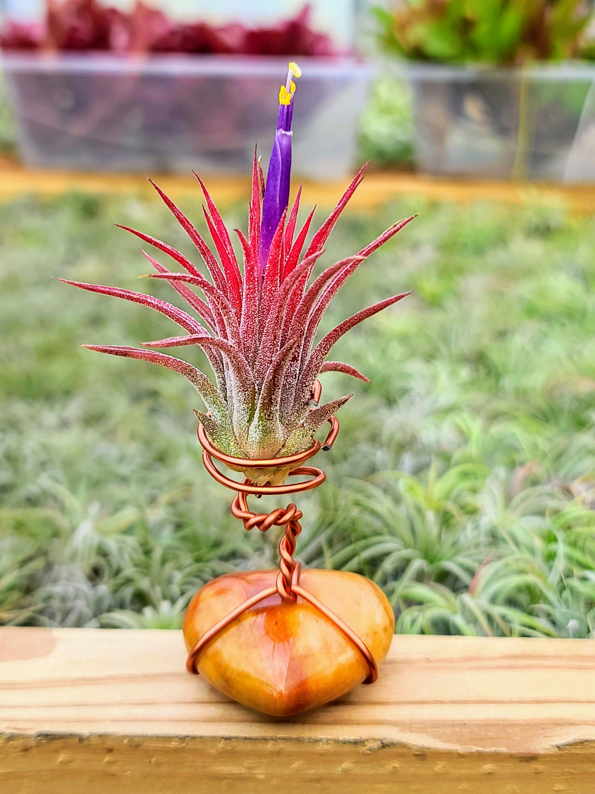 WYSIWYG Carnelian Heart Air Plant Holder with Ionantha Mexican