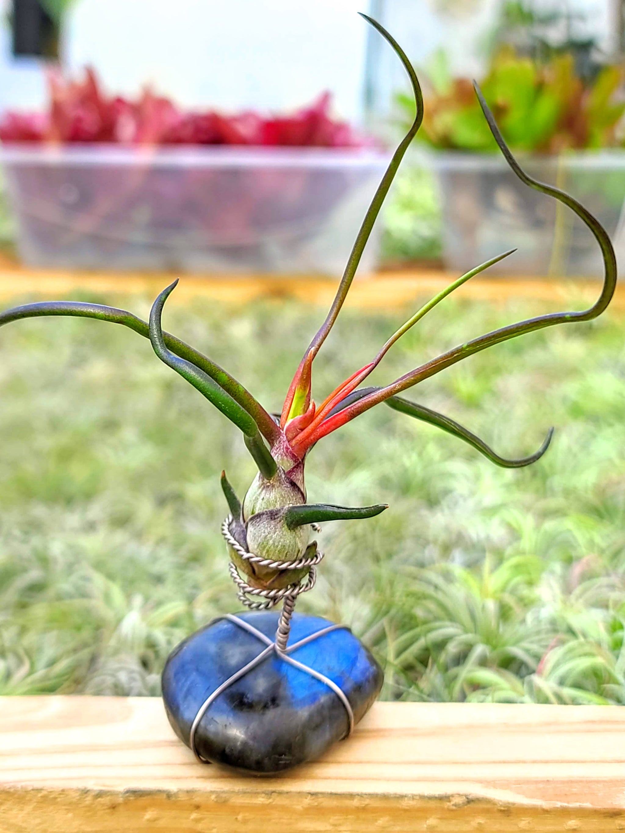 WYSIWYG Labradorite Air Plant Holder with Bulbosa