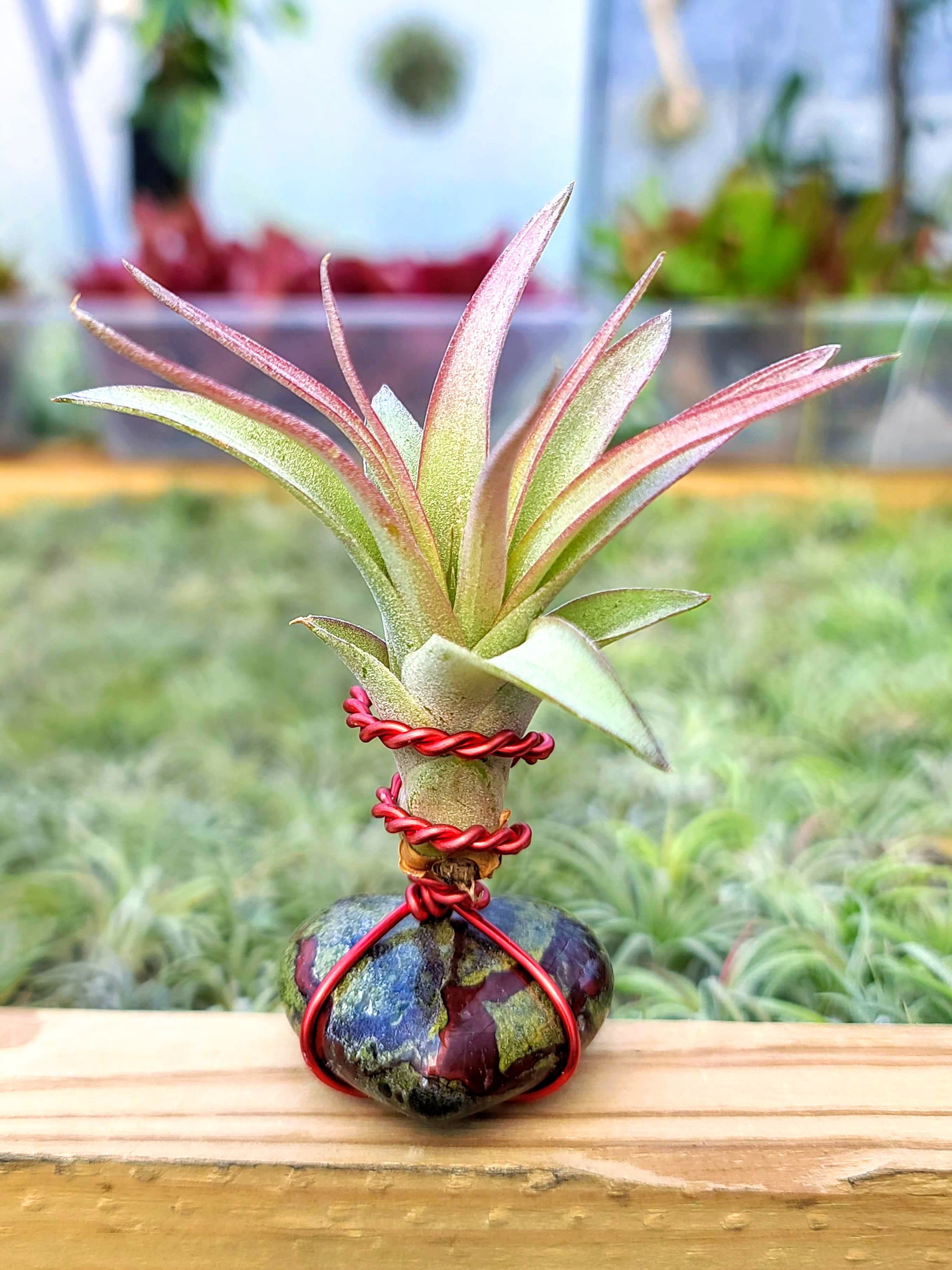 WYSIWYG Dragons Blood Heart Air Plant Holder with Brachycaulos