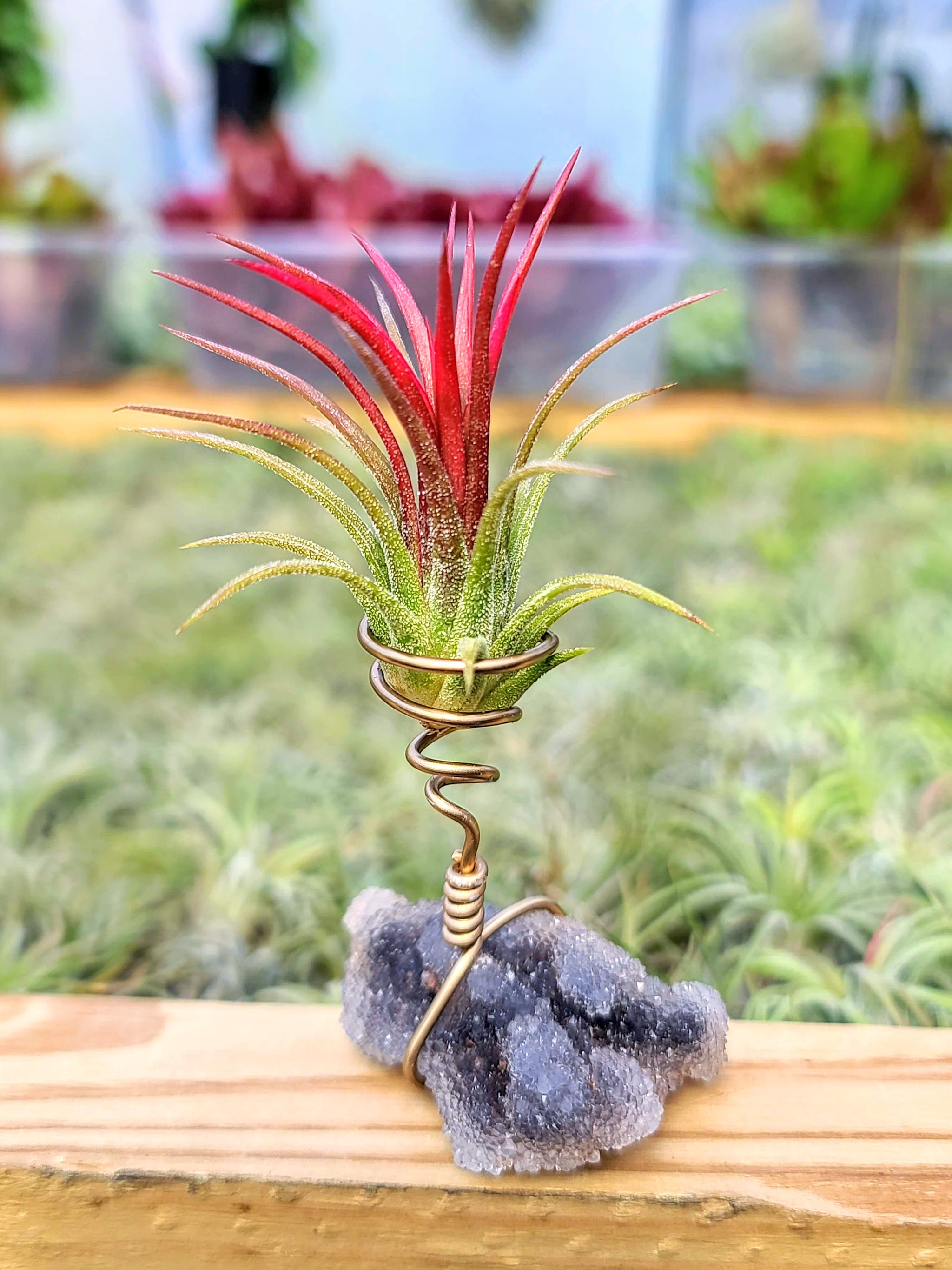WYSIWYG Sphalerite Air Plant Holder with Fuego