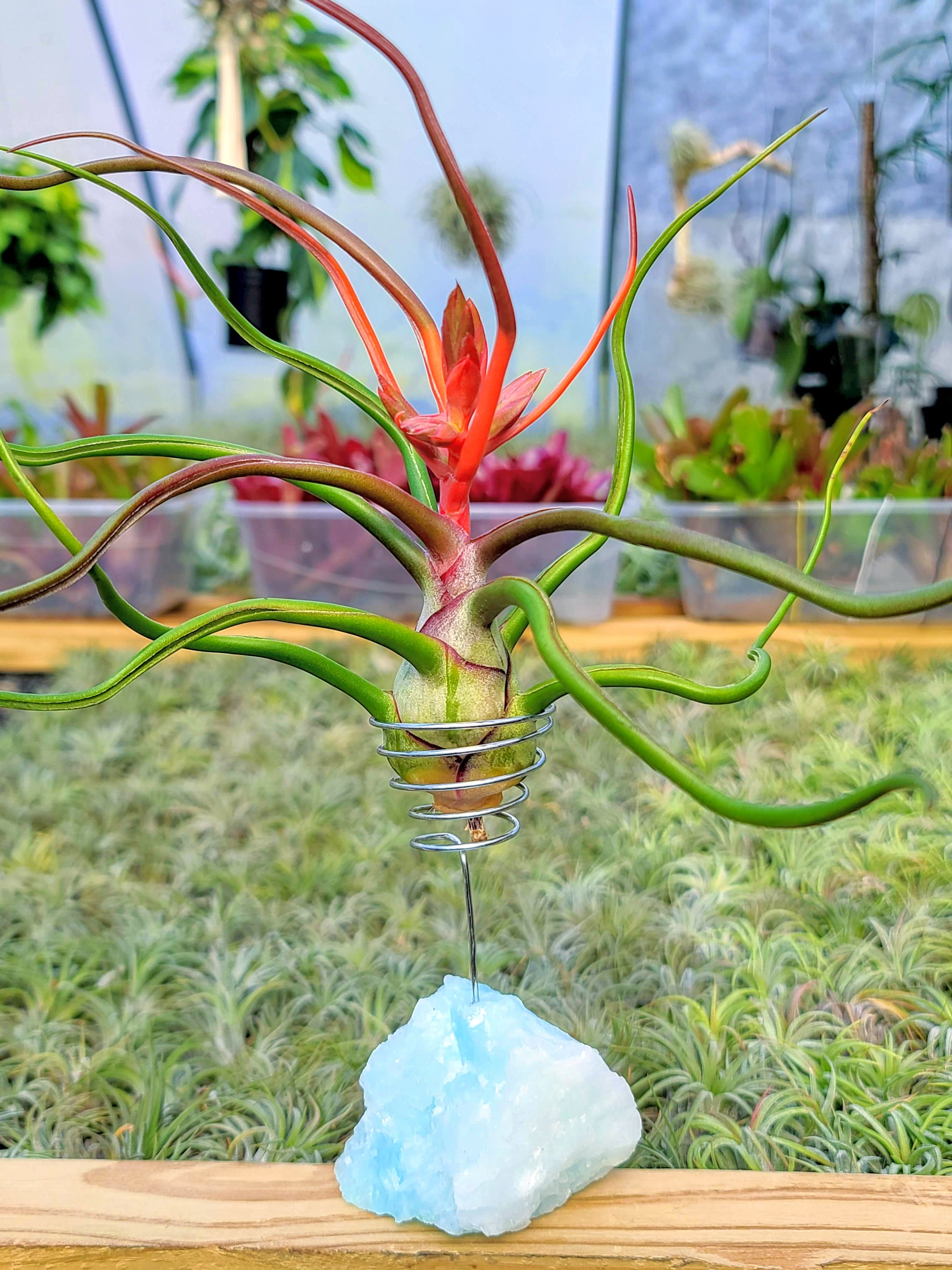 WYSIWYG Blue Aragonite Air Plant Holder with Jumbo Bulbosa