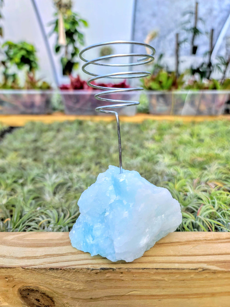 WYSIWYG Blue Aragonite Air Plant Holder with Jumbo Bulbosa