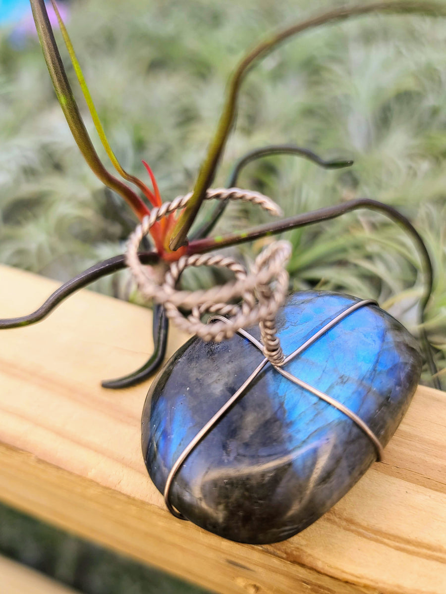 WYSIWYG Labradorite Air Plant Holder with Bulbosa