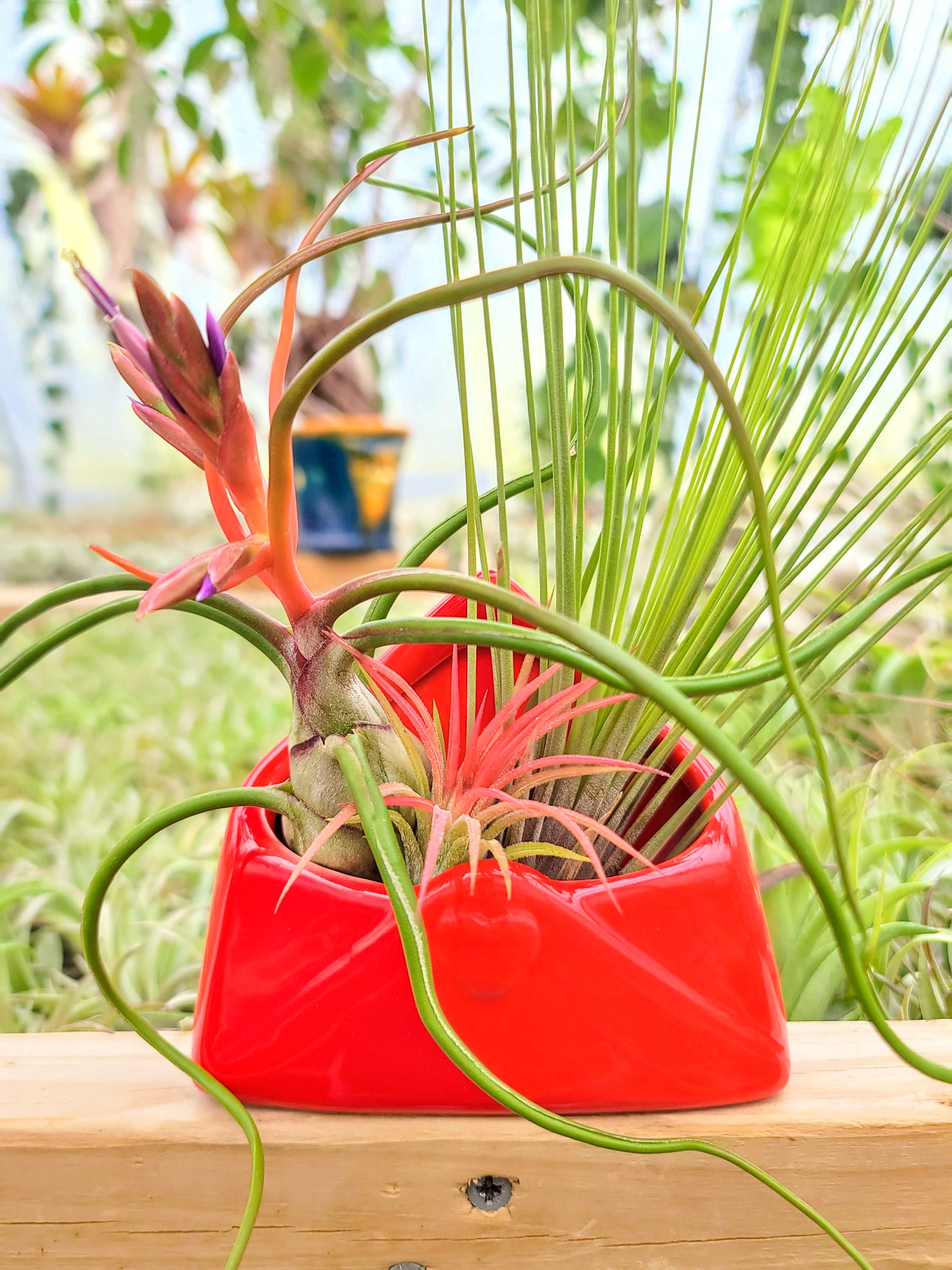 love air plant Air Plant Bouquet w/ Red Love Letter Holder