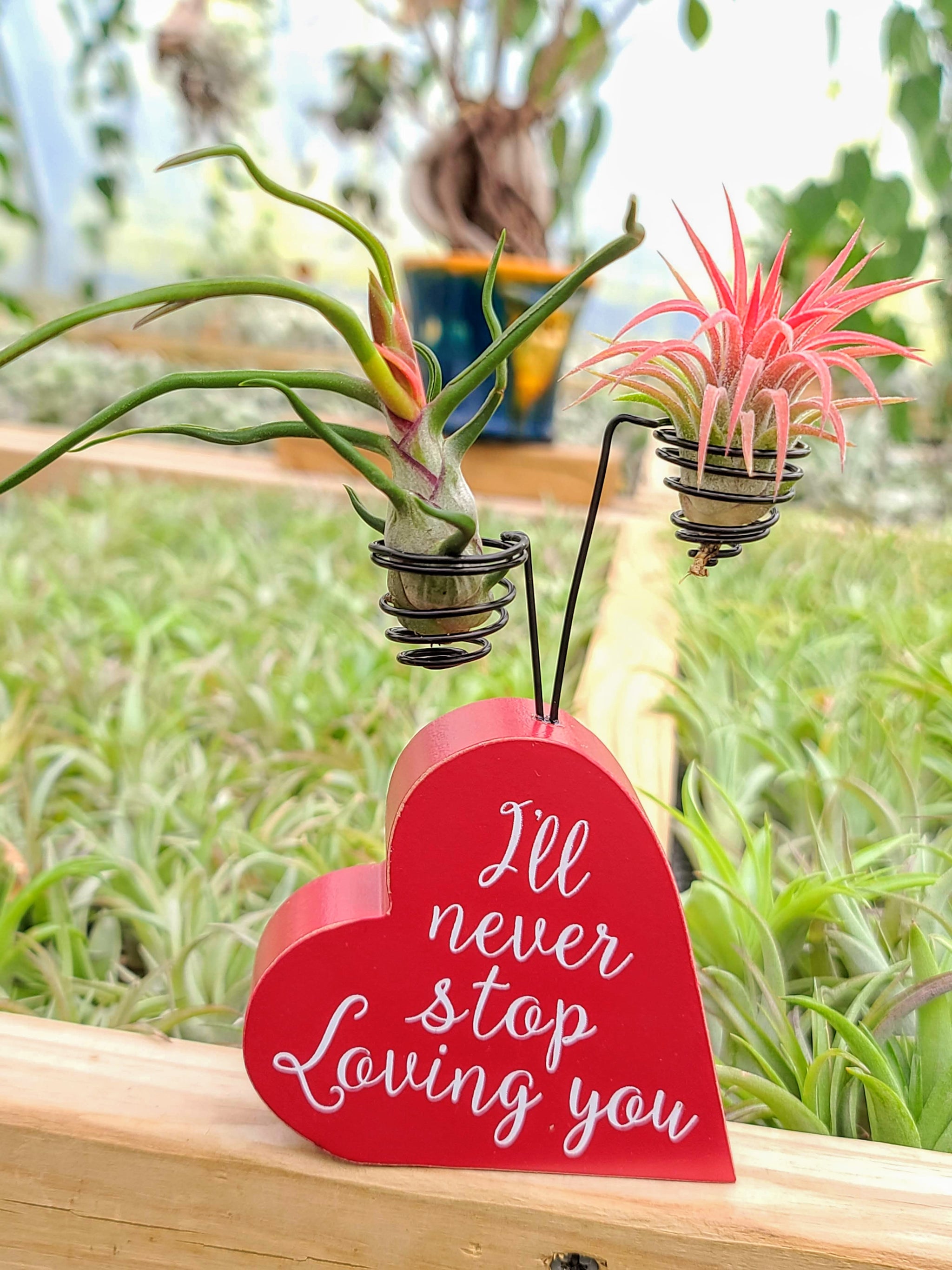love air plant Valentine's Day Holder w/ Two Air Plants