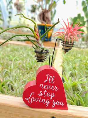 Valentine's Day Holder w/ Two Air Plants