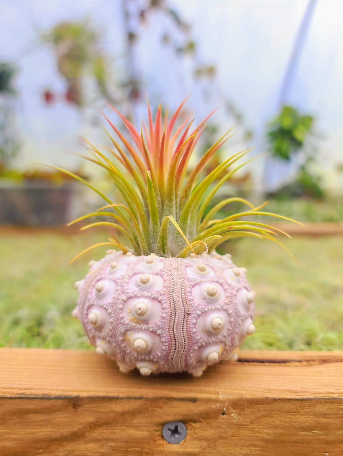 Purple Sputnik Sea Urchin w/ Ionantha Air Plant