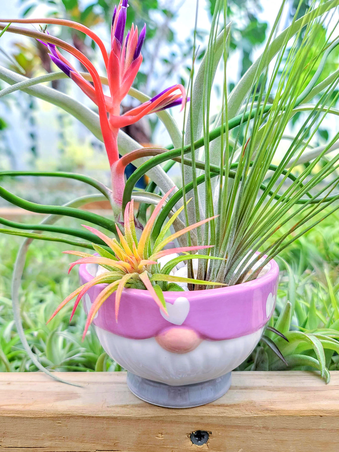 Air Plant Bouquet w/ Pink Gnome Holder