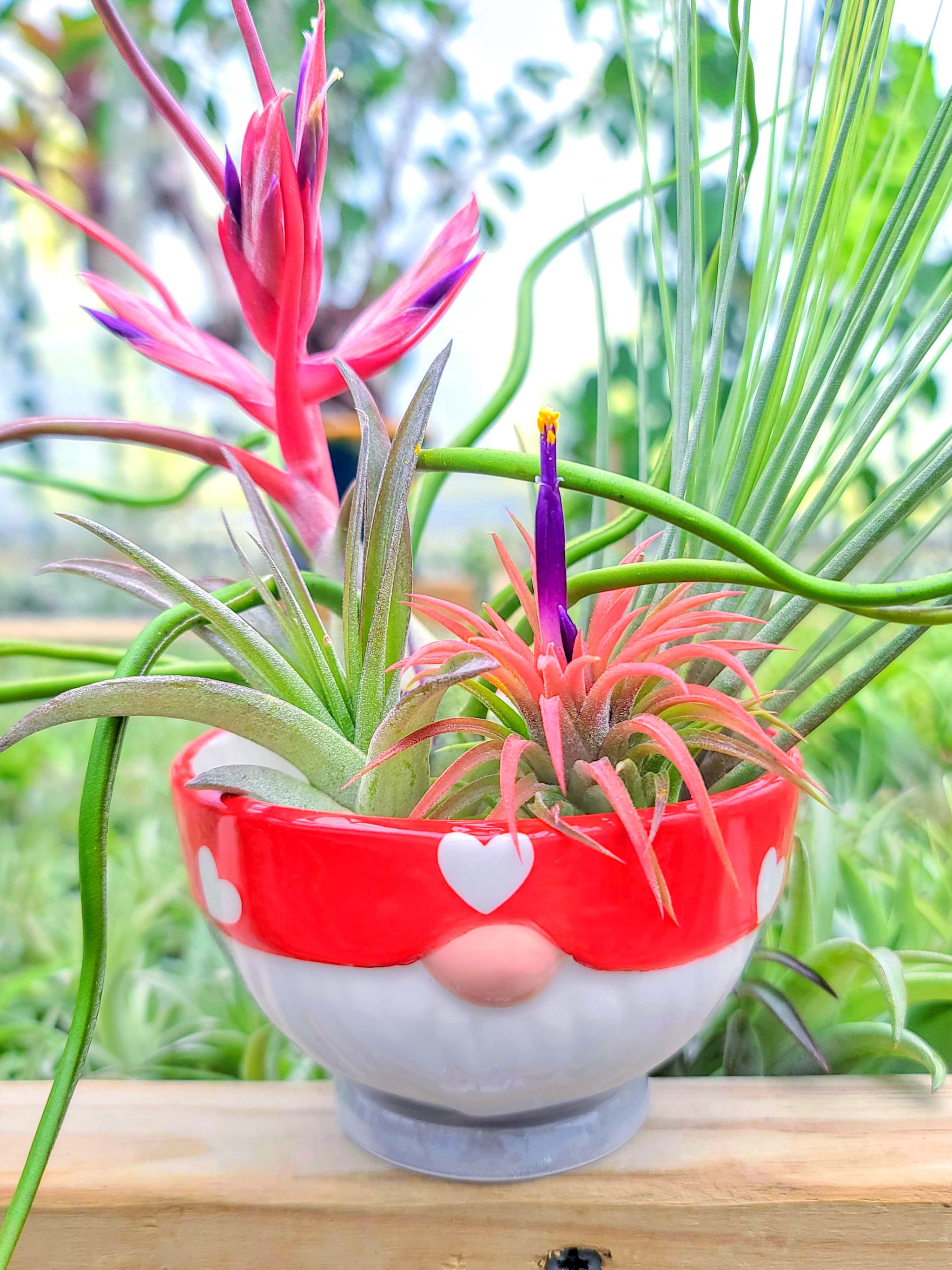 air plant bouquet Air Plant Bouquet w/ Red Gnome Holder