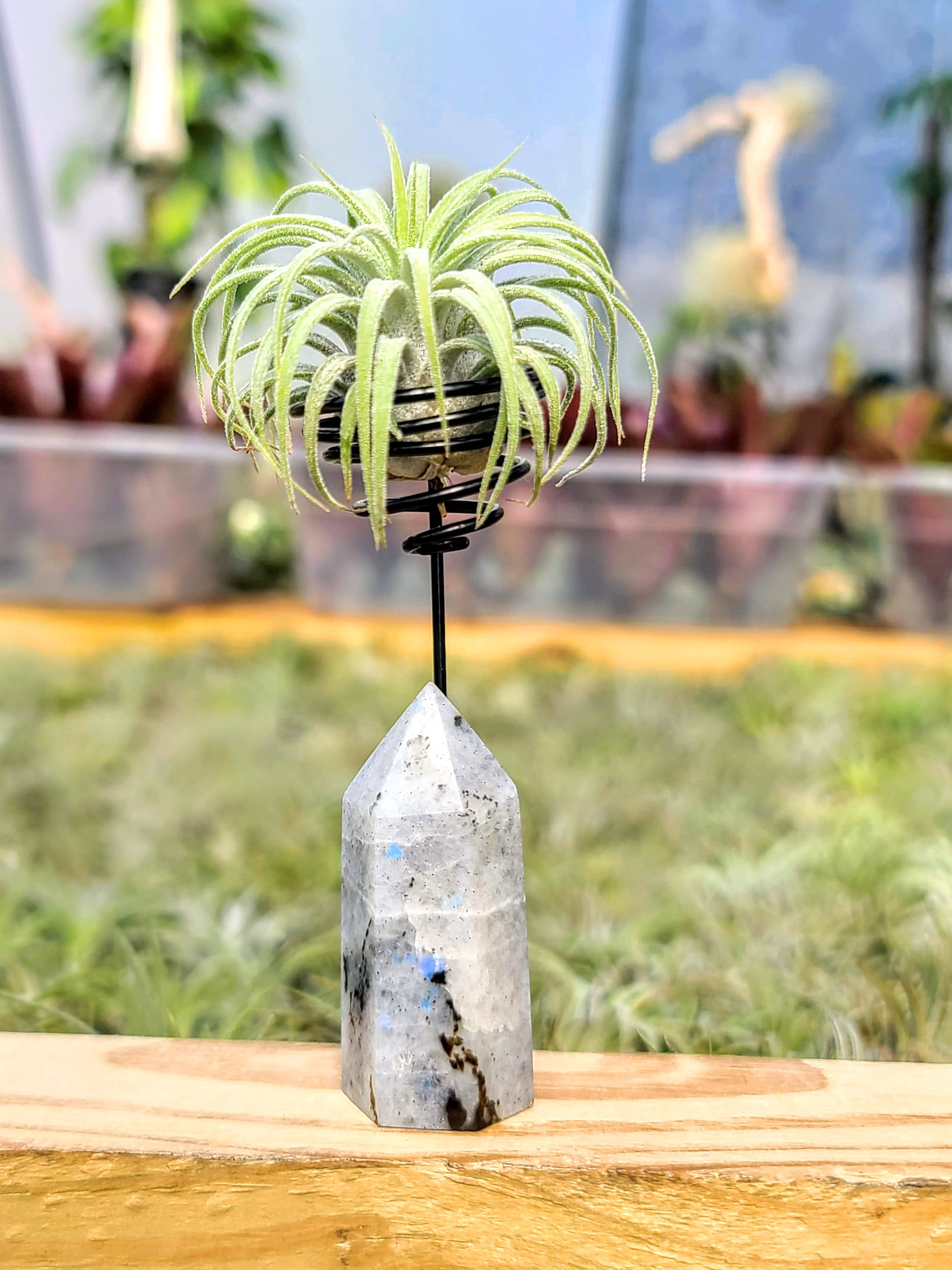 WYSIWYG Moonstone Tower Air Plant Holder with Curly Rubra