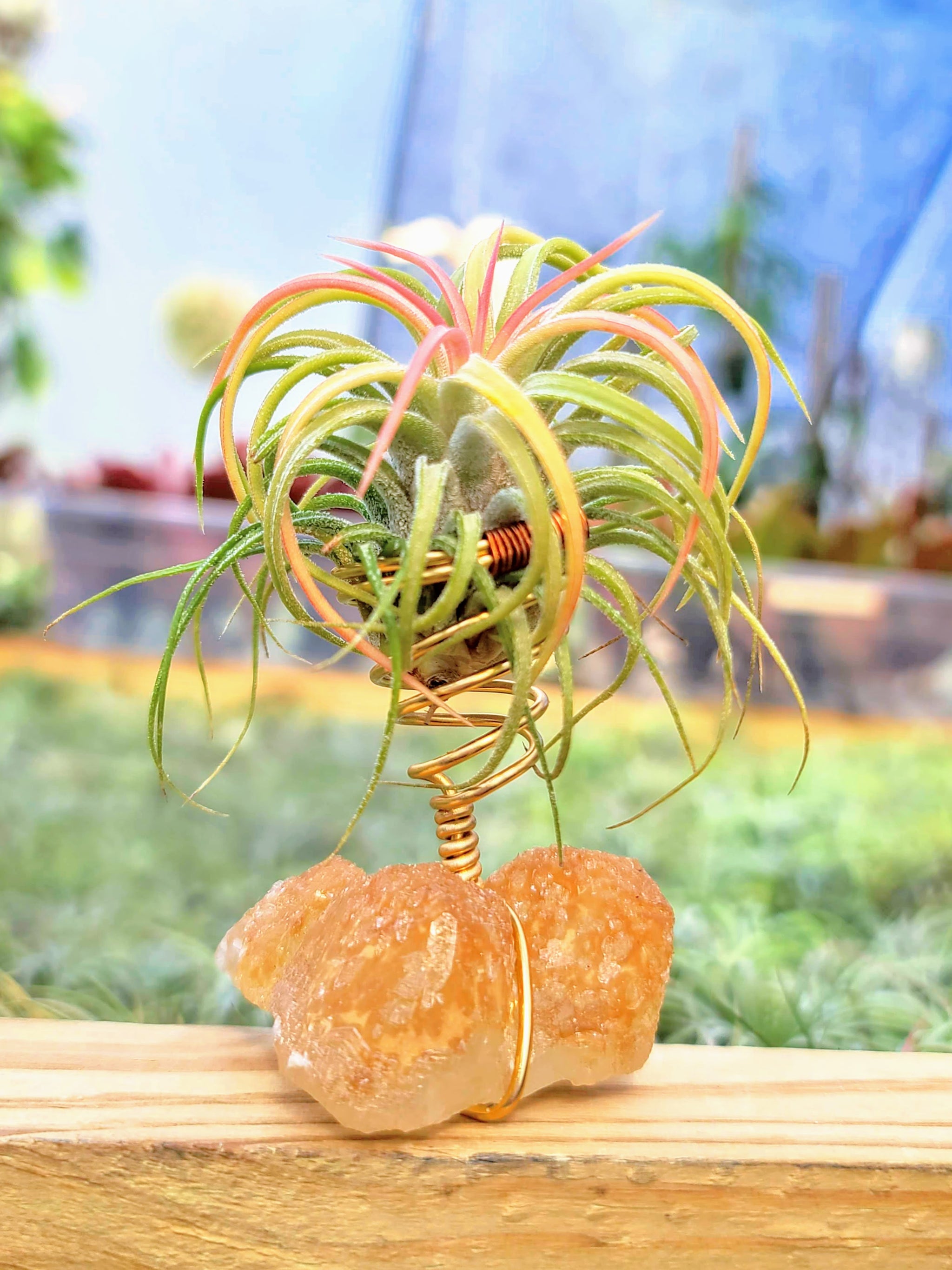 WYSIWYG Orange Calcite Air Plant Holder with Ionantha Mexican