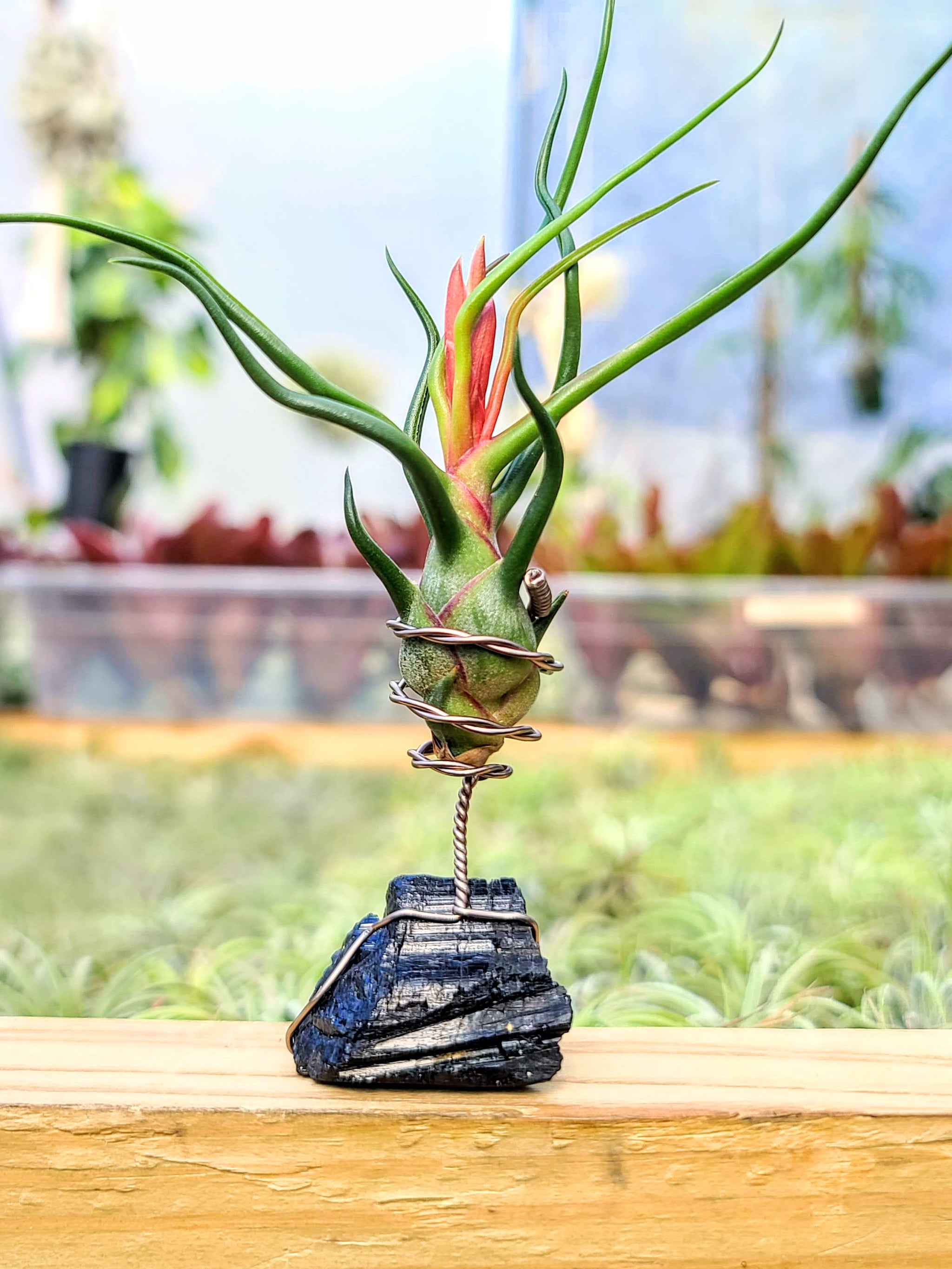 WYSIWYG Black Tourmaline Air Plant Holder with Bulbosa