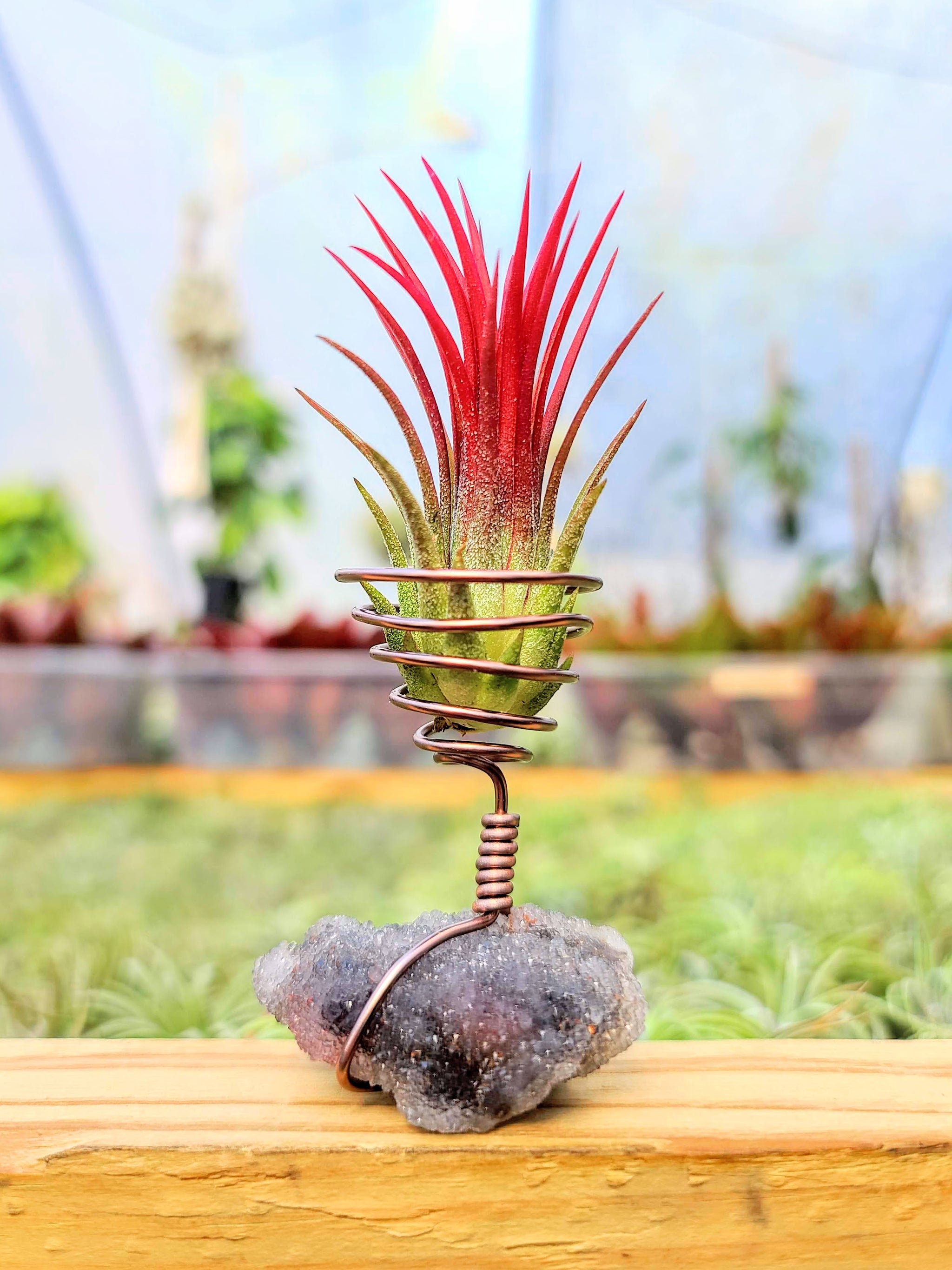 WYSIWYG Sphalerite Air Plant Holder with Fuego