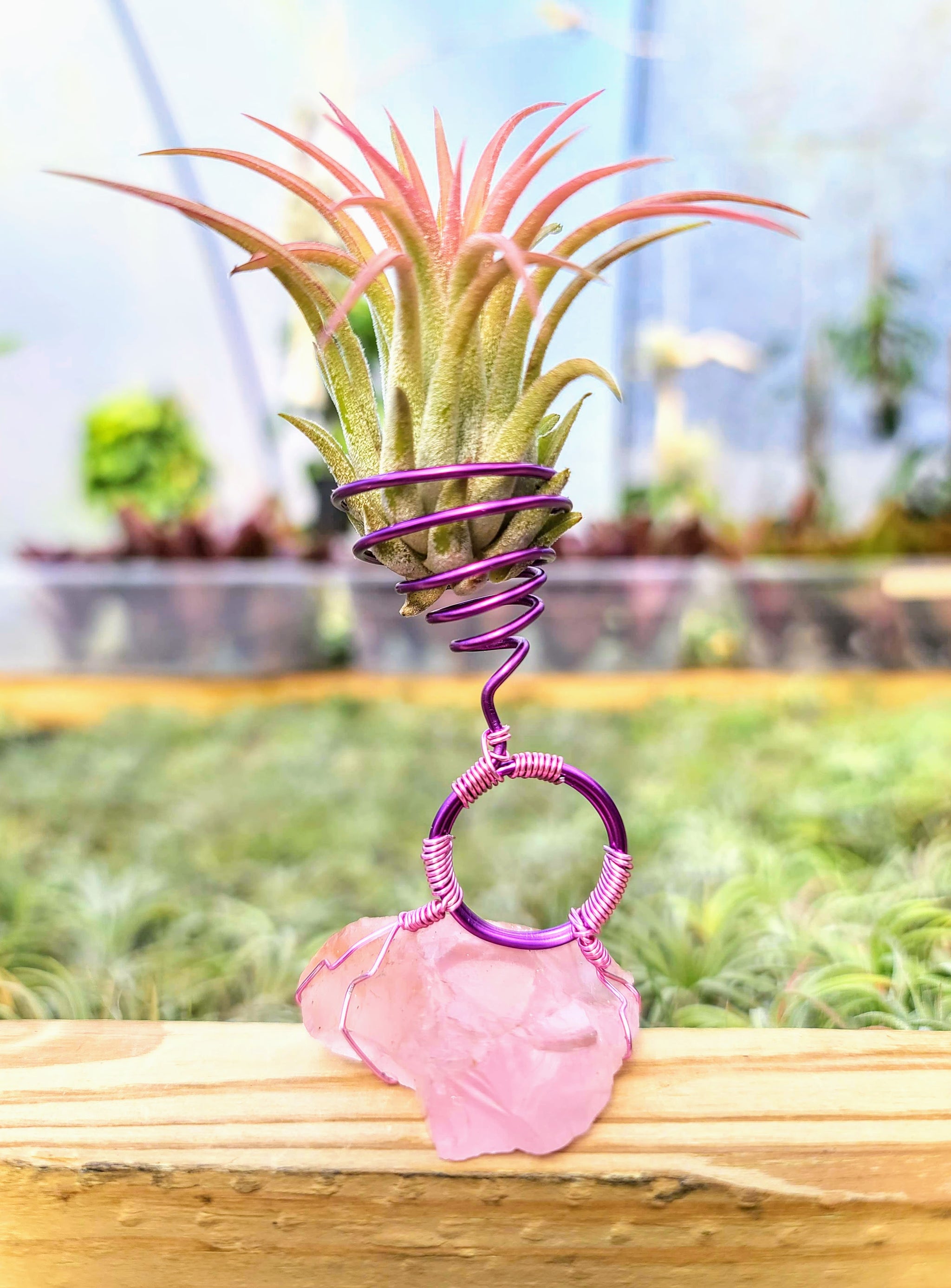 WYSIWYG Rose Quartz Air Plant Holder with Ionantha Mexican