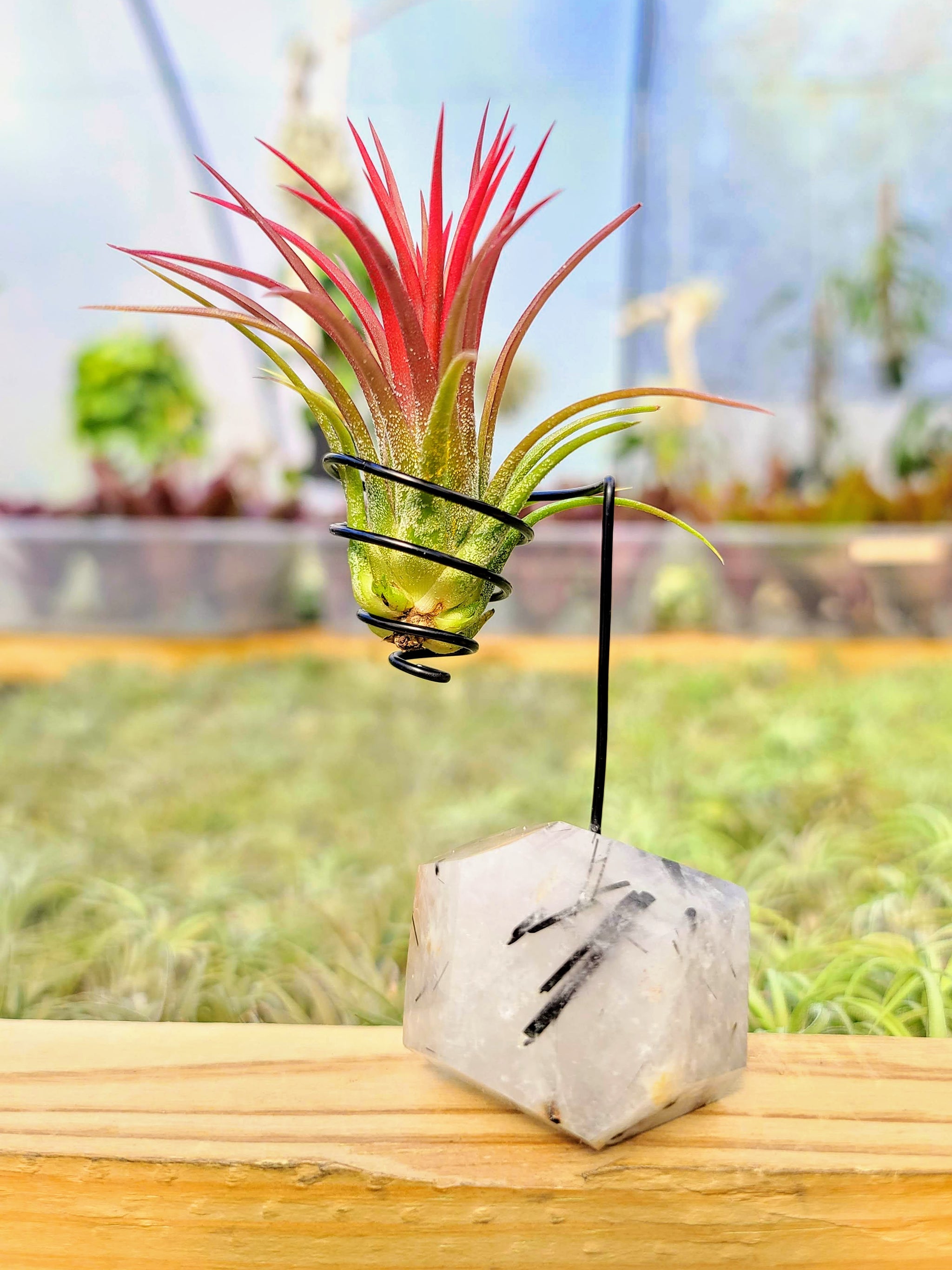 WYSIWYG Black Tourmalinated Quartz Air Plant Holder with Fuego