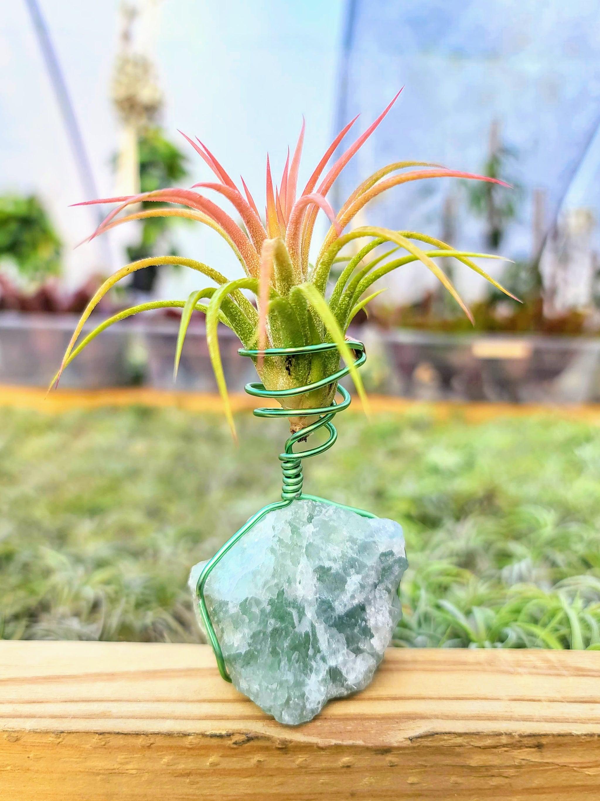 WYSIWYG Fluorite Air Plant Holder with Ionantha Mexican