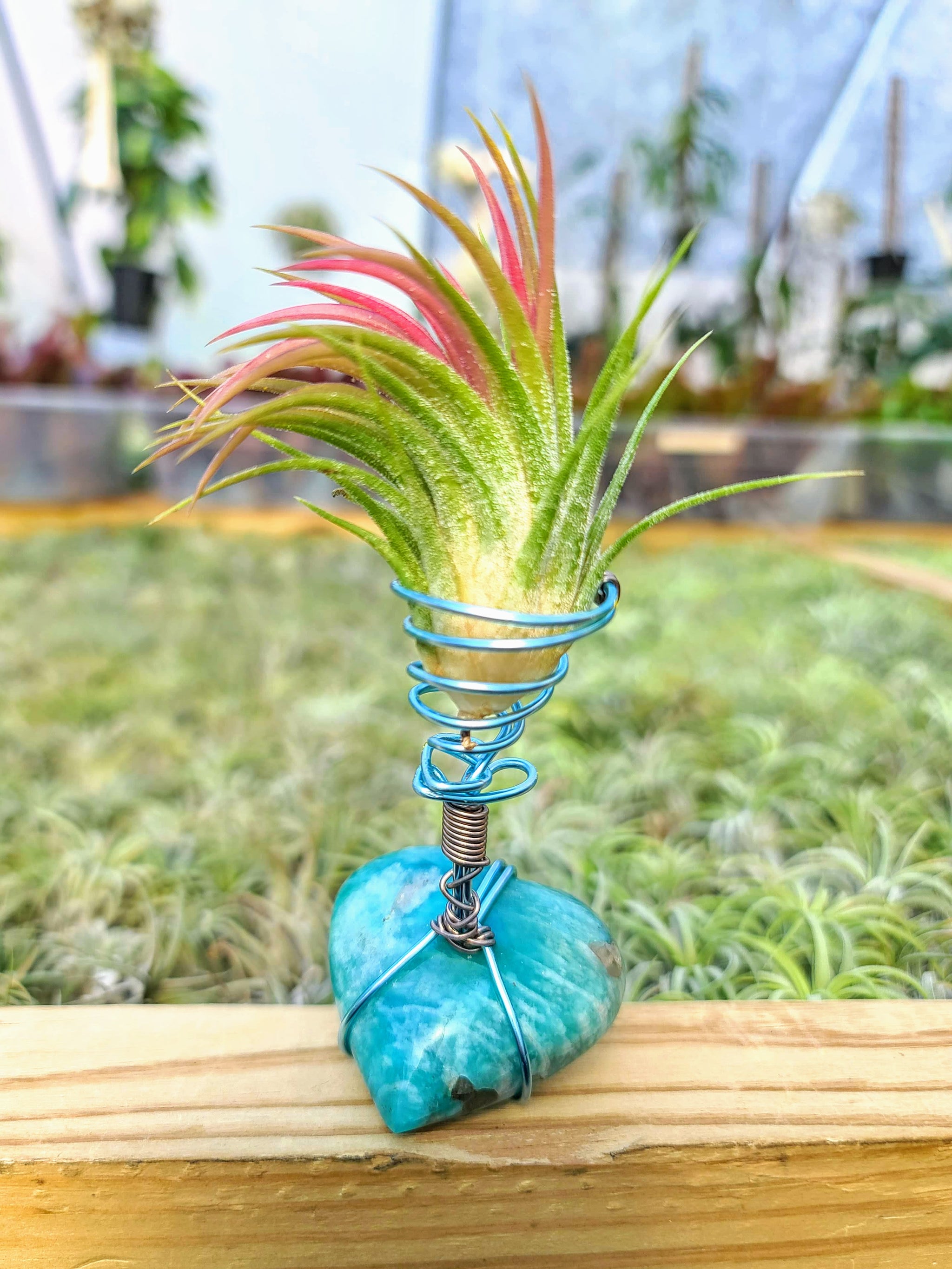 WYSIWYG Amazonite Heart Air Plant Holder with Ionantha Mexican
