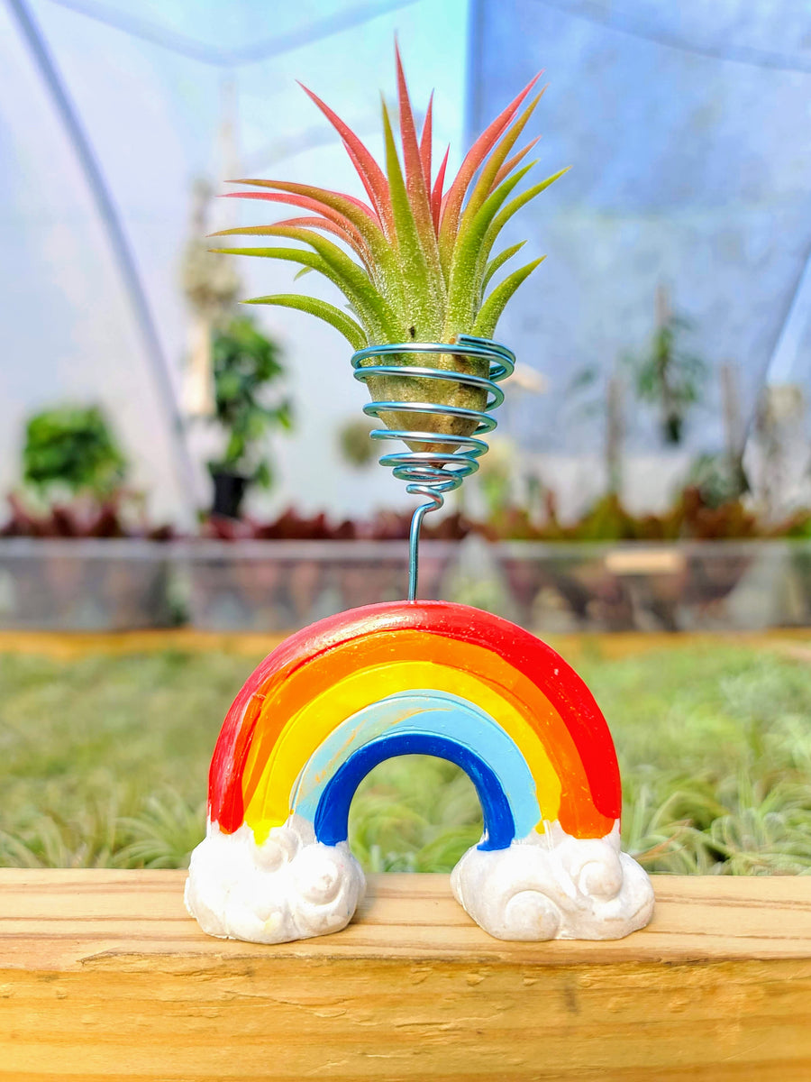 Air Plant Rainbow Holder with Ionantha Mexican
