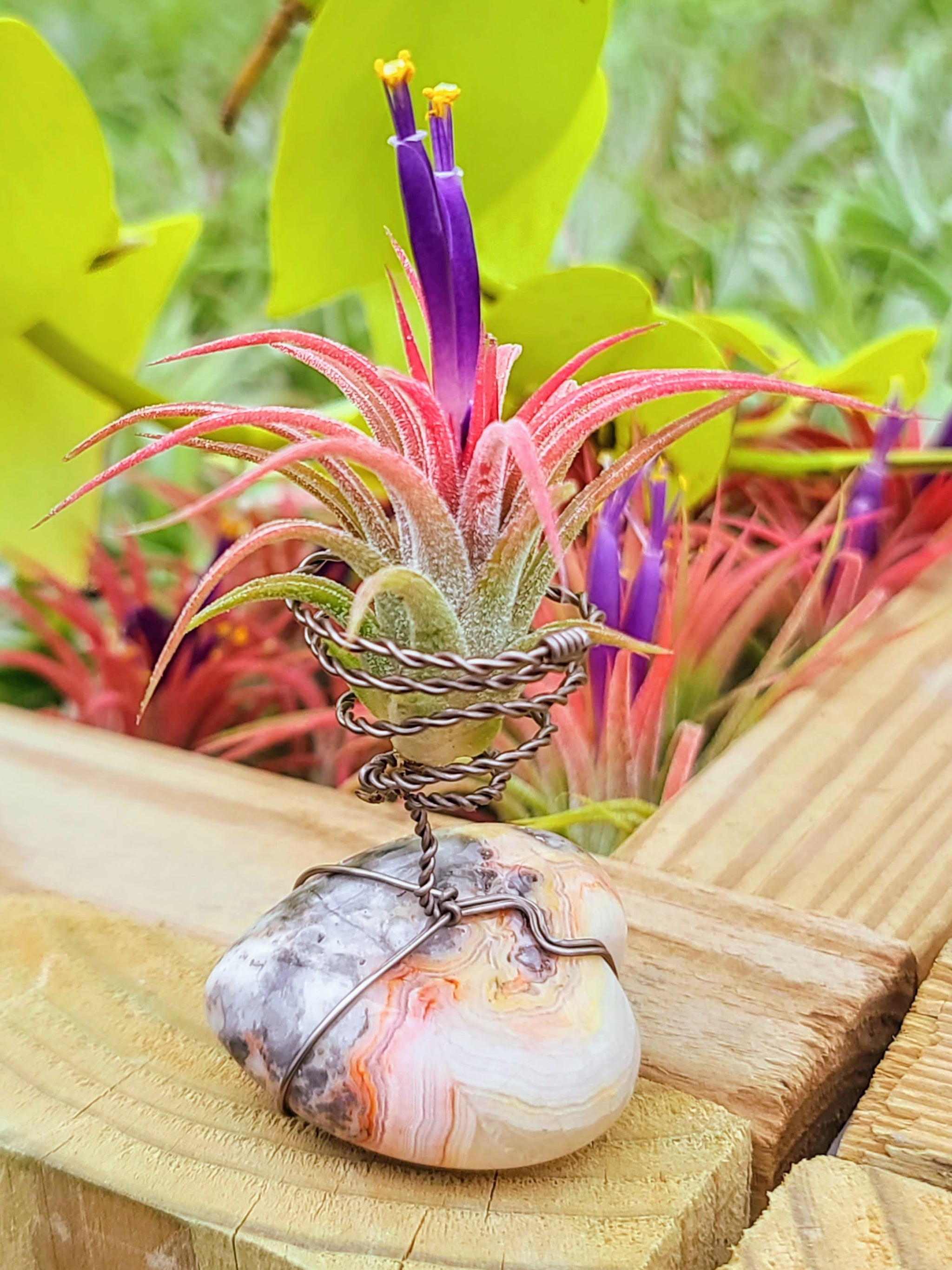 WYSIWYG Crazy Lace Agate Heart Air Plant Holder with Ionantha Mexican