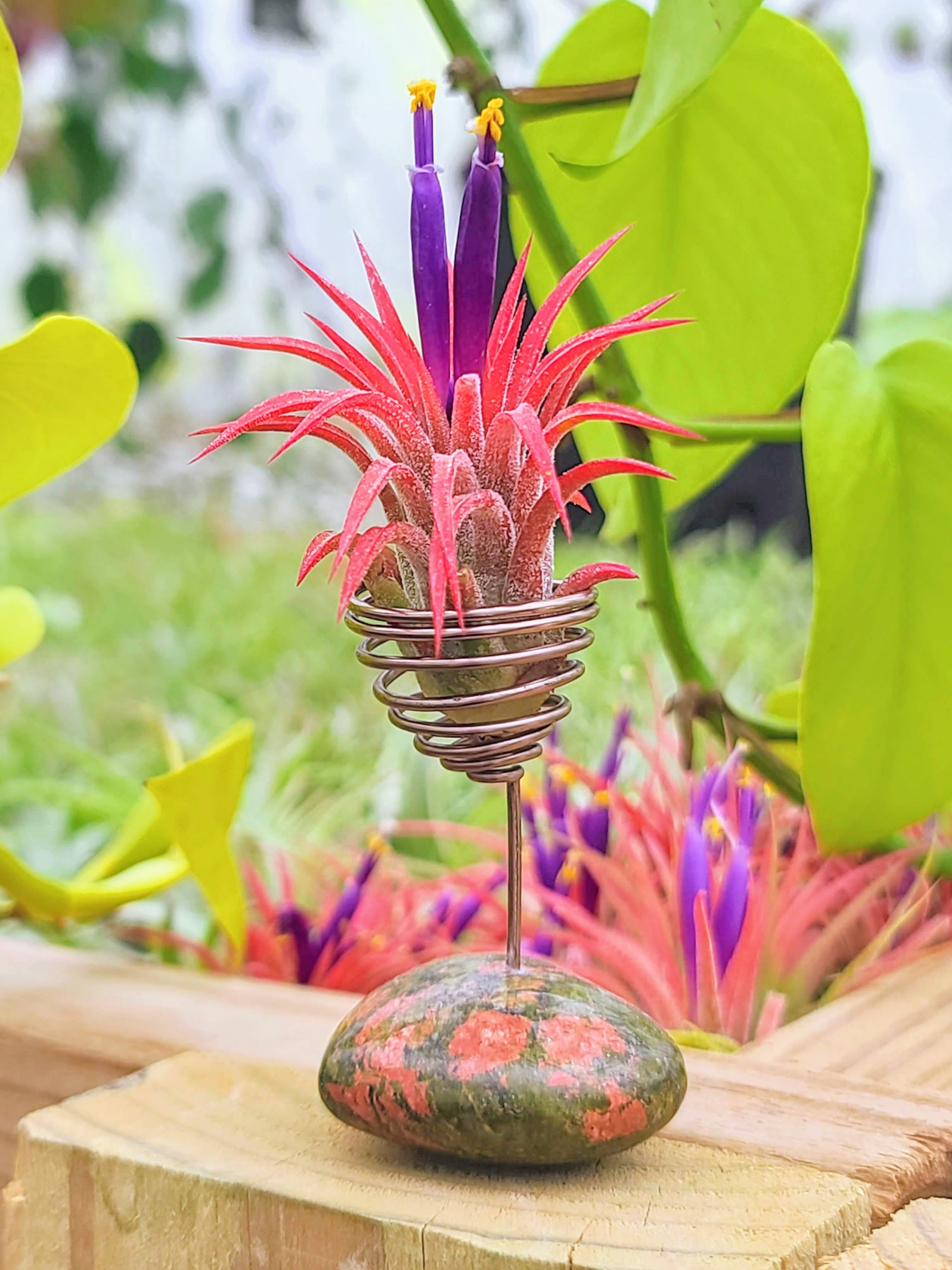 WYSIWYG Unakite Heart Air Plant Holder with Ionantha Mexican