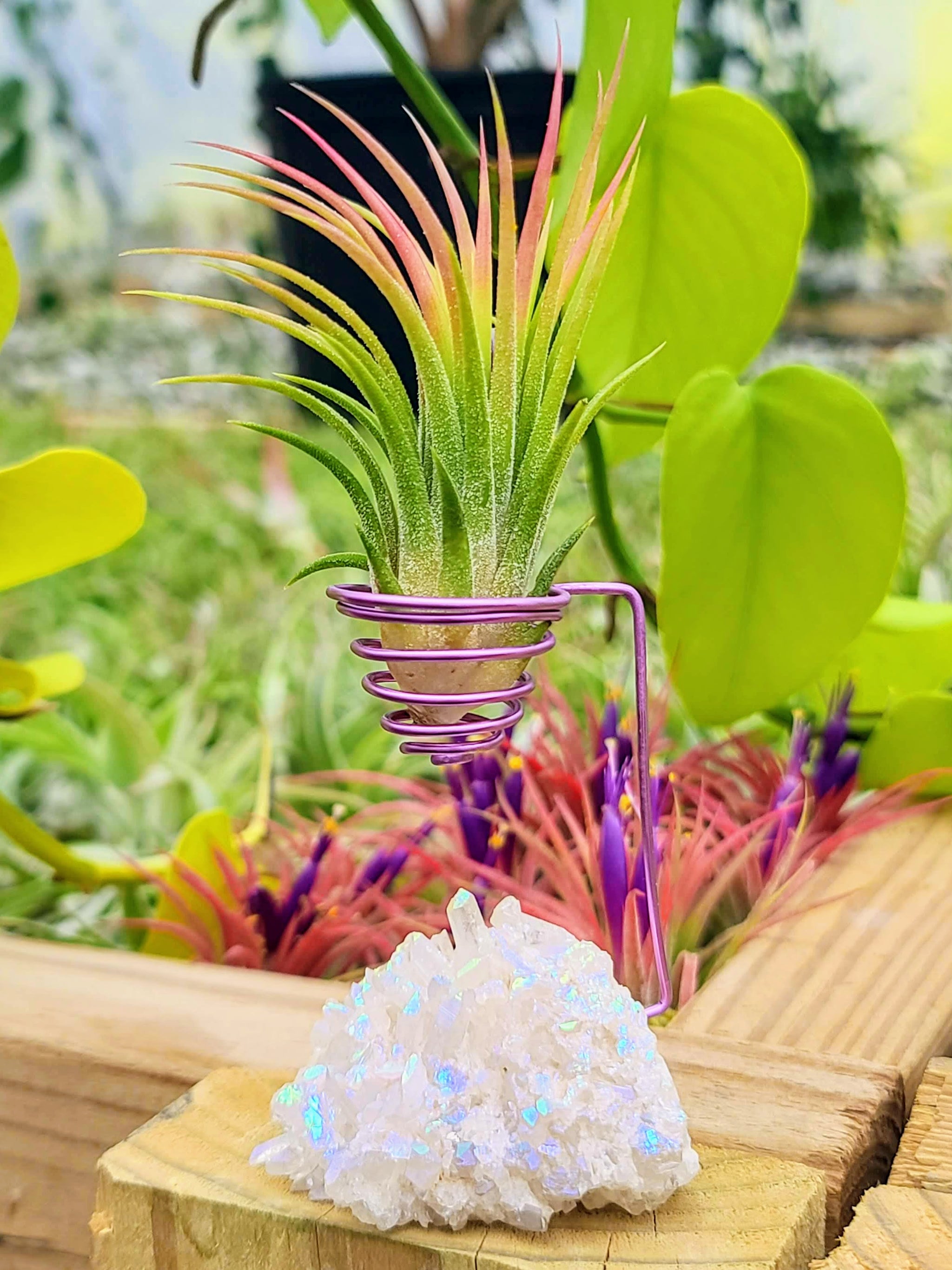 WYSIWYG Aura Quartz Cluster Air Plant Holder with Ionantha Mexican