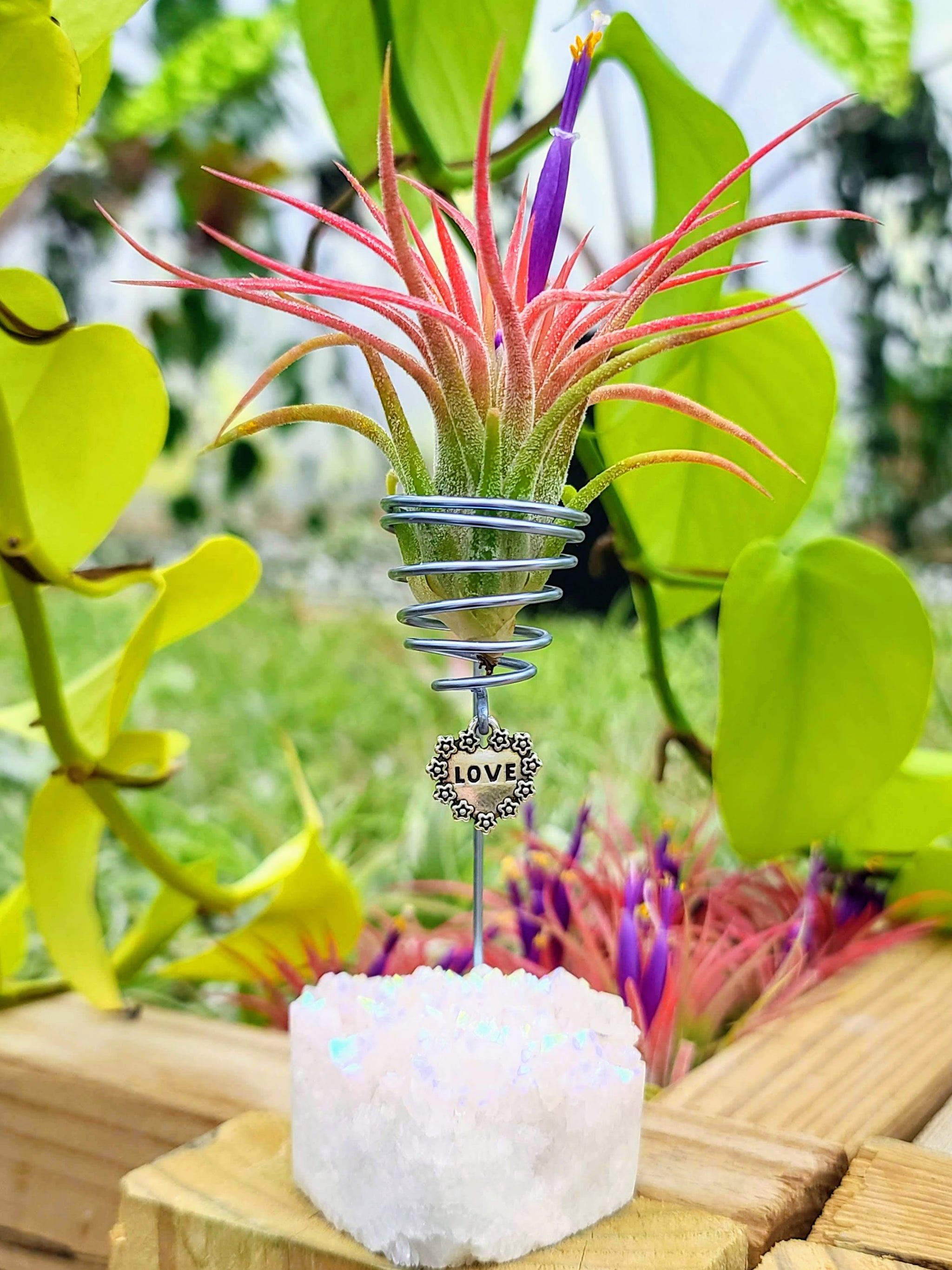 WYSIWYG Aura Quartz Cluster Heart Air Plant Holder with Ionantha Mexican