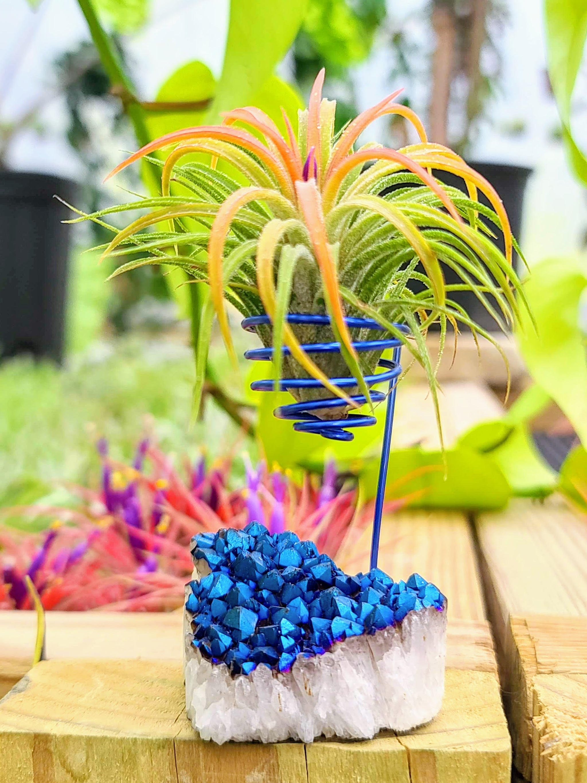 WYSIWYG Blue Aura Quartz Cluster Heart Air Plant Holder with Ionantha Mexican