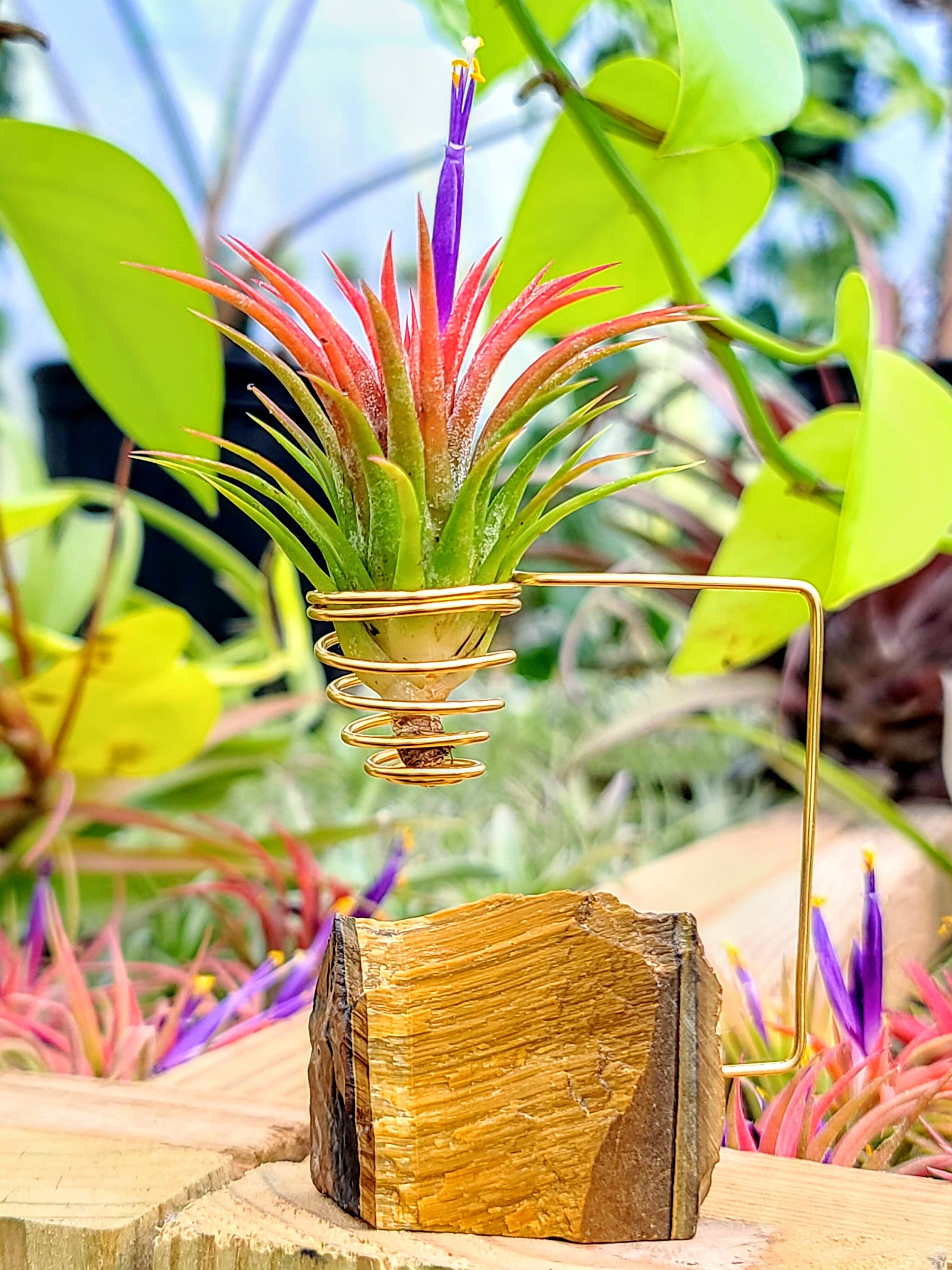 WYSIWYG Tigers Eye Crystal Air Plant Holder with Ionantha Mexican