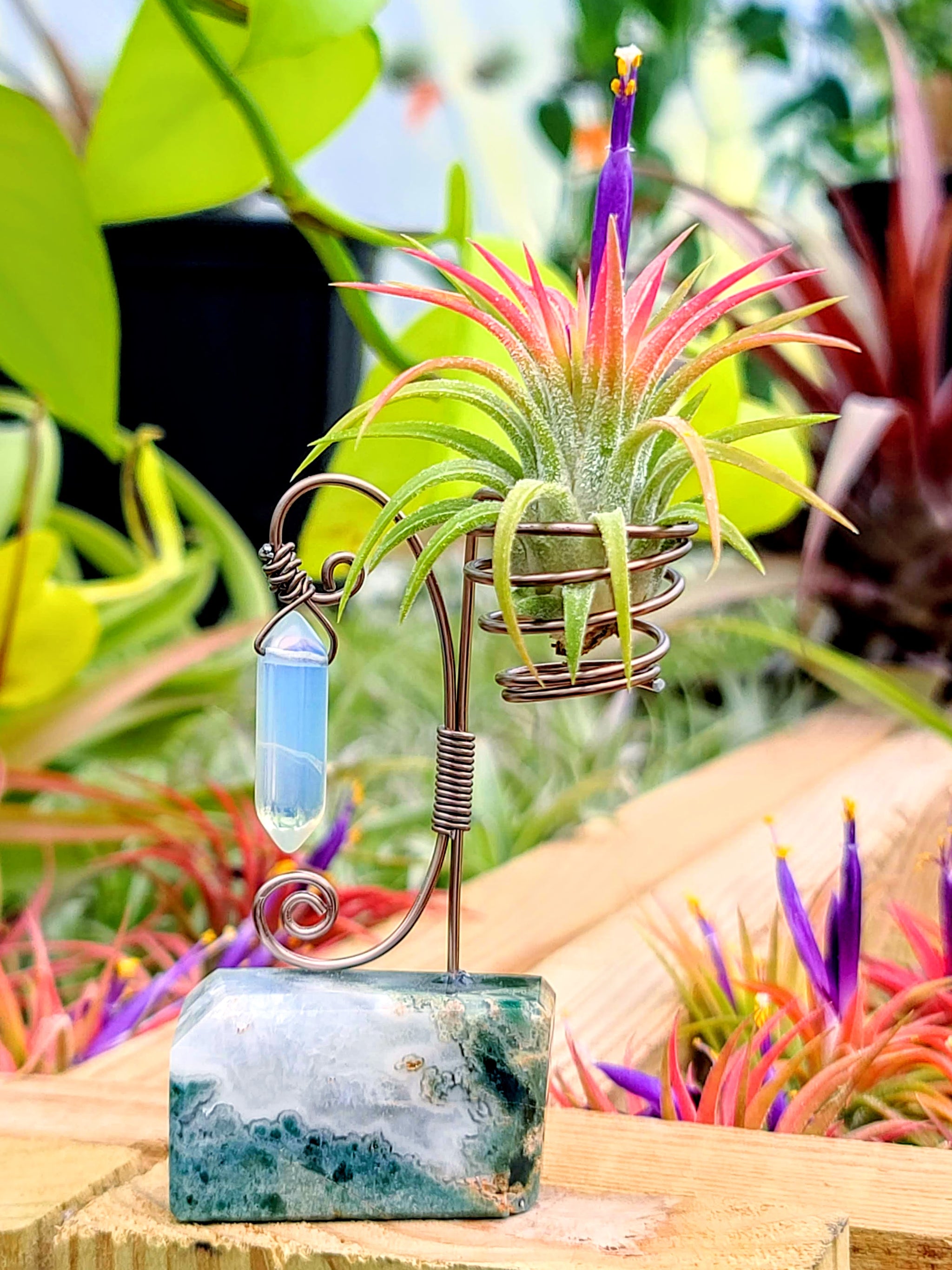 WYSIWYG Moss Agate Crystal Air Plant Holder with Ionantha Mexican