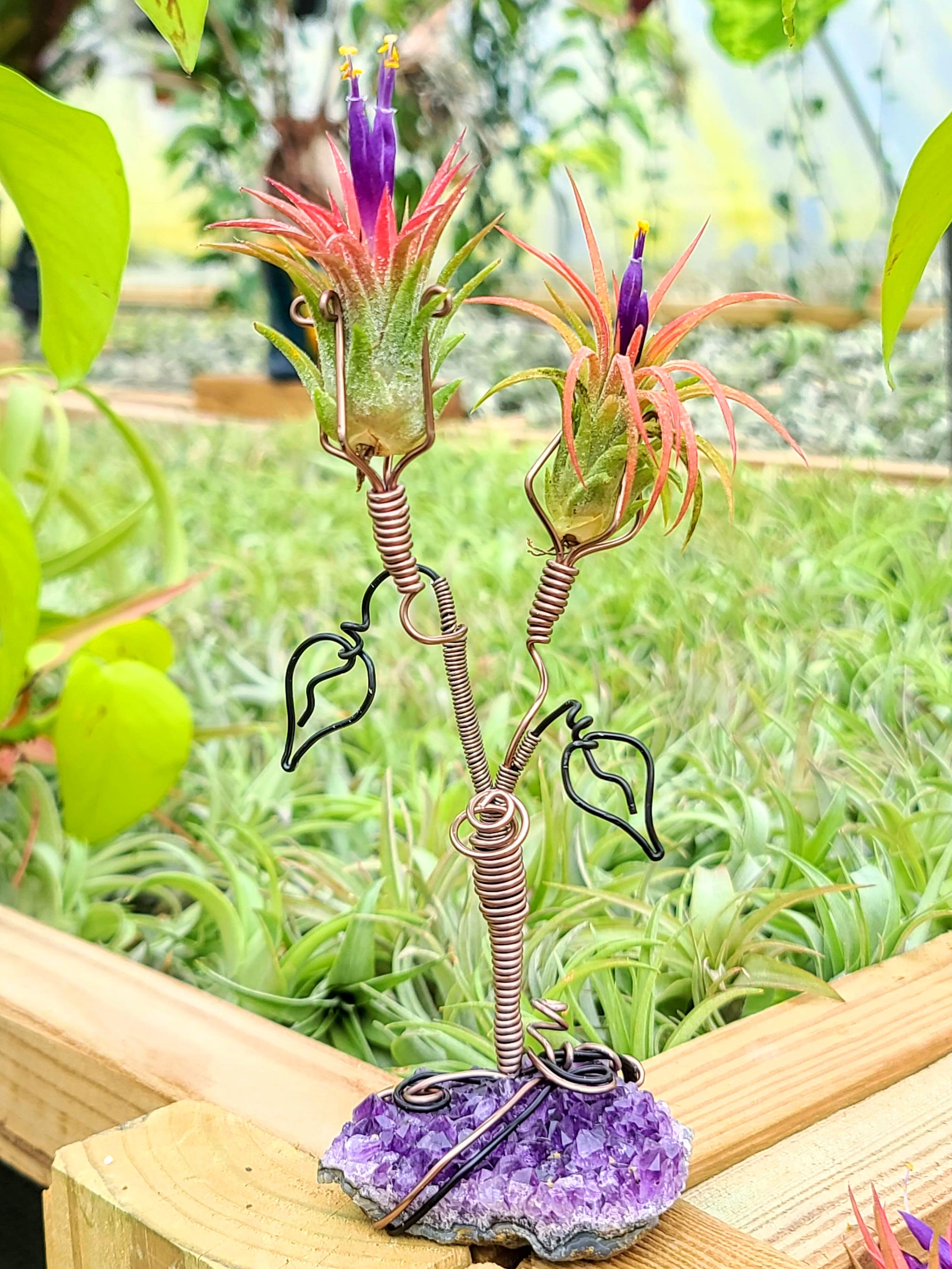 WYSIWYG Amethyst Cluster Air Plant Holder with Ionantha Mexican