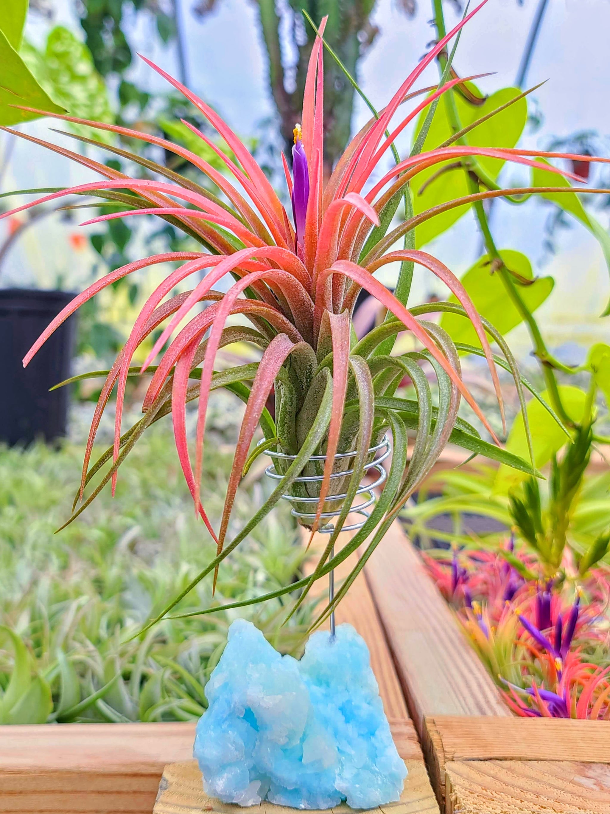 WYSIWYG Blue Aragonite Crystal Air Plant Holder with Victoriana